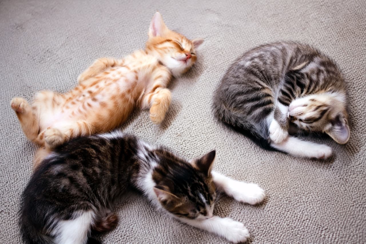 「遊び疲れてみんなでスヤスヤお昼寝タイム💤無防備なへそ天ポーズも、ぎゅっと丸まった寝姿も、全部が天使すぎる~!👼🍼」Three small kittens sleeping peacefully on a textured gray carpet, with one ginger kitten lying on its back and two tabby kittens curled up nearby. グレーの絨毯の上で気持ちよさそうに眠る3匹の子猫たち。仰向けになってお腹を見せる茶トラと、丸まったり伸びたりしているキジトラたちの様子