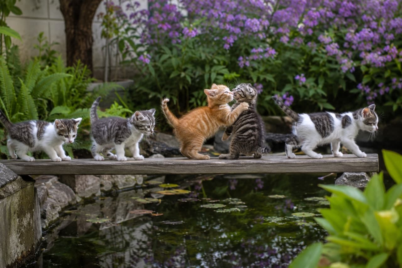 「みんなで橋を渡ってどこへ行くの?🌿 途中でじゃれ合っちゃう仲良し子猫たちです🐾 #子猫部 #冒険」Ultra-realistic high-quality photograph of five adorable kittens walking and playing on a narrow wooden bridge over a garden pond. 緑豊かな庭の池に架かる細い木の橋を渡りながら、中央でじゃれ合う5匹の子猫たち