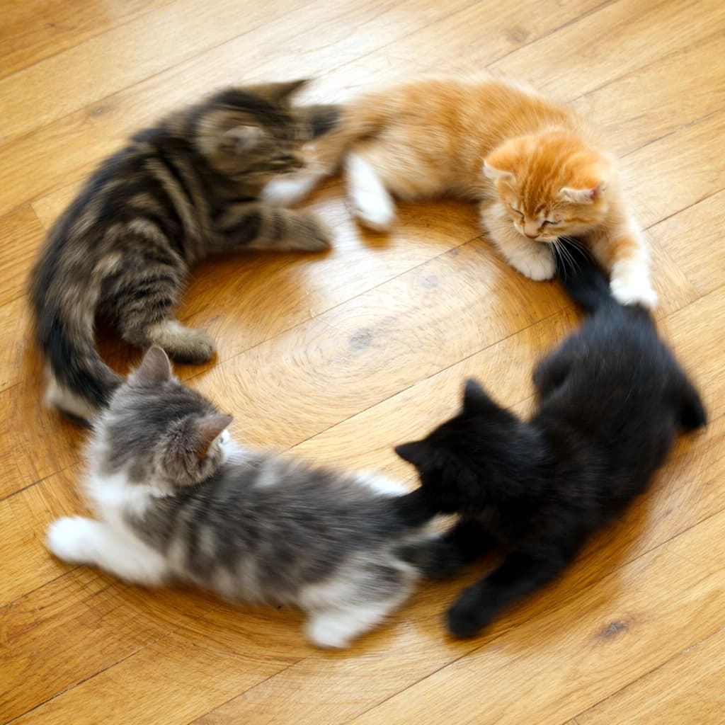 「綺麗なまん丸フォーメーション!🐾 無限ループしちゃう子猫たちのしっぽキャッチ遊びです💕 #子猫のいる暮らし #無限ループ」Ultra-realistic high-quality photograph of four kittens in a spinning formation chasing each other's tails on a bright wooden floor, featuring blurred motion. 明るい木の床の上で、4匹の子猫が綺麗な輪のフォーメーションを作り、躍動感のあるブレ(モーションブラー)を伴いながらお互いのしっぽを追いかけている俯瞰写真