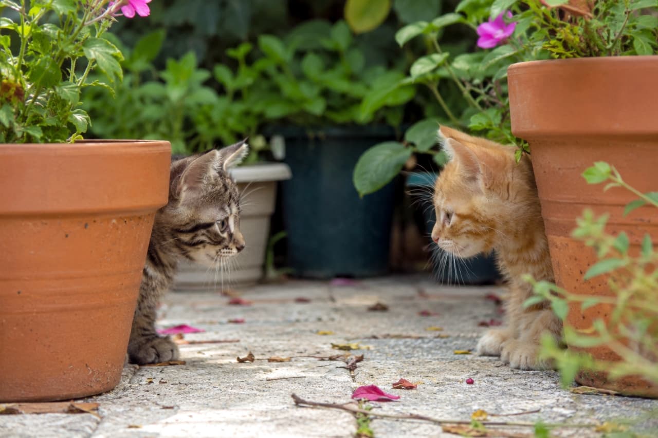 「「まだ勝負は終わってニャい!」😼 植木鉢越しの可愛い対決、再び勃発です💕 #子猫 #お庭」Ultra-realistic high-quality photograph of a tabby and a ginger kitten staring at each other from behind flowerpots in a garden. 庭先の落ち葉が散る石畳で、植木鉢の陰から顔を出し合って見つめ合うキジトラと茶トラの子猫