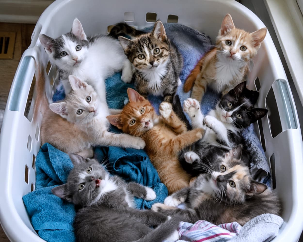 「ランドリーバスケットが子猫で大渋滞!😍 カラフルな毛並みのみんなが青いタオルに包まれて、上を見上げてるのが可愛すぎる💕 #子猫だらけ #癒し」A high-angle photograph looking into a white plastic laundry basket filled with eight adorable kittens of various colors and patterns (tabby, calico, black and white, ginger, grey) snuggled among crumpled blue and striped towels, with multiple kittens looking up with curious, wide eyes. 白いプラスチック製のランドリーバスケットの中に、青いタオルやストライプのタオルと一緒に丸まって集まった、トラ、三毛、白黒、オレンジ、グレーなど様々な色柄の8匹の愛らしい子猫たち。多くの猫が好奇心旺盛な目で見上げている