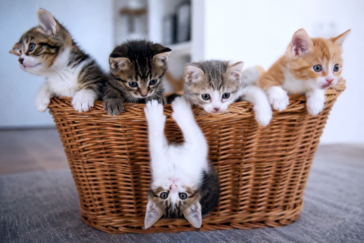「ボクたちここにいるよ!🐾 逆さまだって気にしないニャッ💕」An ultra-realistic high-quality photograph of four adorable mixed-breed kittens in a wicker basket. From left to right: a brown tabby and white, a dark brown tabby, an silver tabby and white, and an orange tabby and white kitten peer over the rim. In the center, a silver tabby and white kitten hangs upside down by its front paws, looking directly at the camera with wide, curious eyes. The scene is bathed in soft natural light, highlighting the kittens' soft fur and the detailed weave of the basket. A minimalist interior background. 籐のバスケットに入った4匹の愛らしいミックス(雑種)子猫たち。左からキジトラ白、濃いキジトラ、サバトラ白、茶トラ白がバスケットの縁に前足をかけて覗き込み、中央では白とグレーのサバトラ白の子猫が前足で逆さまにぶら下がり、こちらをじっと見つめている。自然光の中、ふわふわの毛並みとつぶらな瞳が印象的。背景は白を基調とした室内