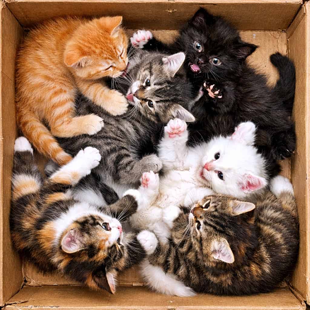 「段ボールの中は子猫たちの無法地帯!もふもふ大渋滞な6匹のわちゃわちゃタイム🐾」Six playful kittens tumbling and pouncing on each other inside a cardboard box, photographed from above in a cute, messy scene. 段ボール箱の中で6匹の子猫がじゃれ合い、重なり合って遊んでいる様子を真上から撮影した写真
