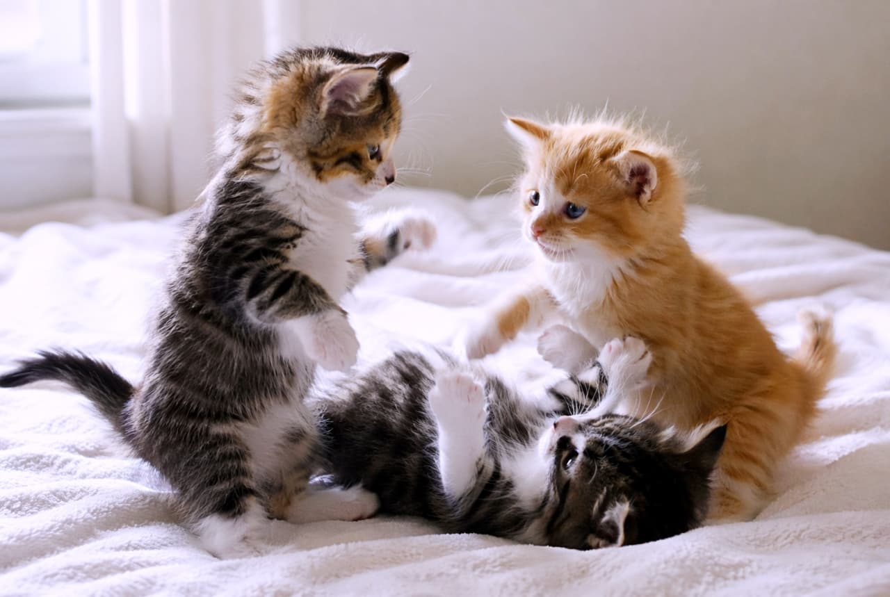 「白のふわふわ毛布の上で、子猫たちが元気いっぱいに大暴れ!🐾 立ち上がったり、ゴロンと転がったり、夢中で遊ぶ姿が可愛すぎます💕」A photorealistic, high-resolution photograph of three fluffy kittens (two tabby-and-white and one ginger-and-white) play-fighting on a soft white blanket. The tabby-and-white kitten on the left stands on its hind legs, while another tabby-and-white kitten lies on its back at the bottom center, playing with the ginger-and-white kitten on the right. Natural window light illuminates the bright room. 柔らかい白の毛布の上で3匹のふわふわな子猫(キジトラ白2匹、茶トラ白1匹)が取っ組み合いをしている写実的な高解像度写真。左側のキジトラ白の子猫は後脚で立ち上がり、中央下で仰向けに寝転がっている別のキジトラ白の子猫が、右側で身構える茶トラ白の子猫と遊んでいる。自然な窓の光が当たる明るい室内での光景