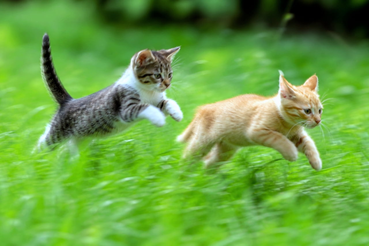 A tabby and an orange kitten leap side by side in a vibrant grassy field. タビー子猫と茶トラ子猫が並んで草原を跳ねている、躍動感あふれる瞬間