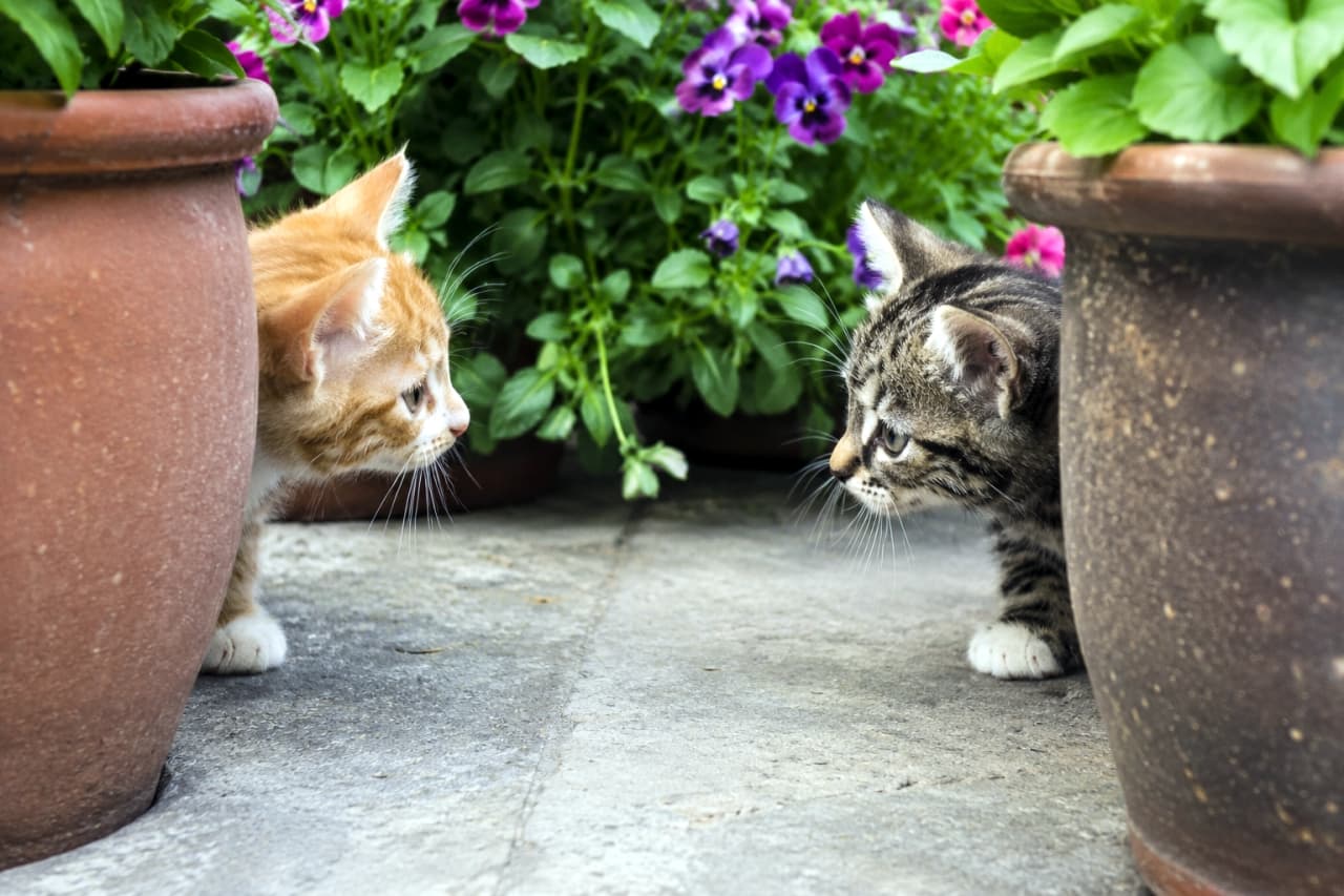 「「どっちが先に動くニャ?」😼🌿 植木鉢の陰から見つめ合う2匹の真剣勝負が可愛すぎます💕 #子猫 #にらめっこ」Ultra-realistic high-quality photograph of ginger and tabby kittens staring at each other from behind terracotta flowerpots, with green leaves and purple flowers in the background. 2つの植木鉢の陰から顔を出し、見つめ合う茶トラとキジトラの子猫。背景には緑の葉と紫の花