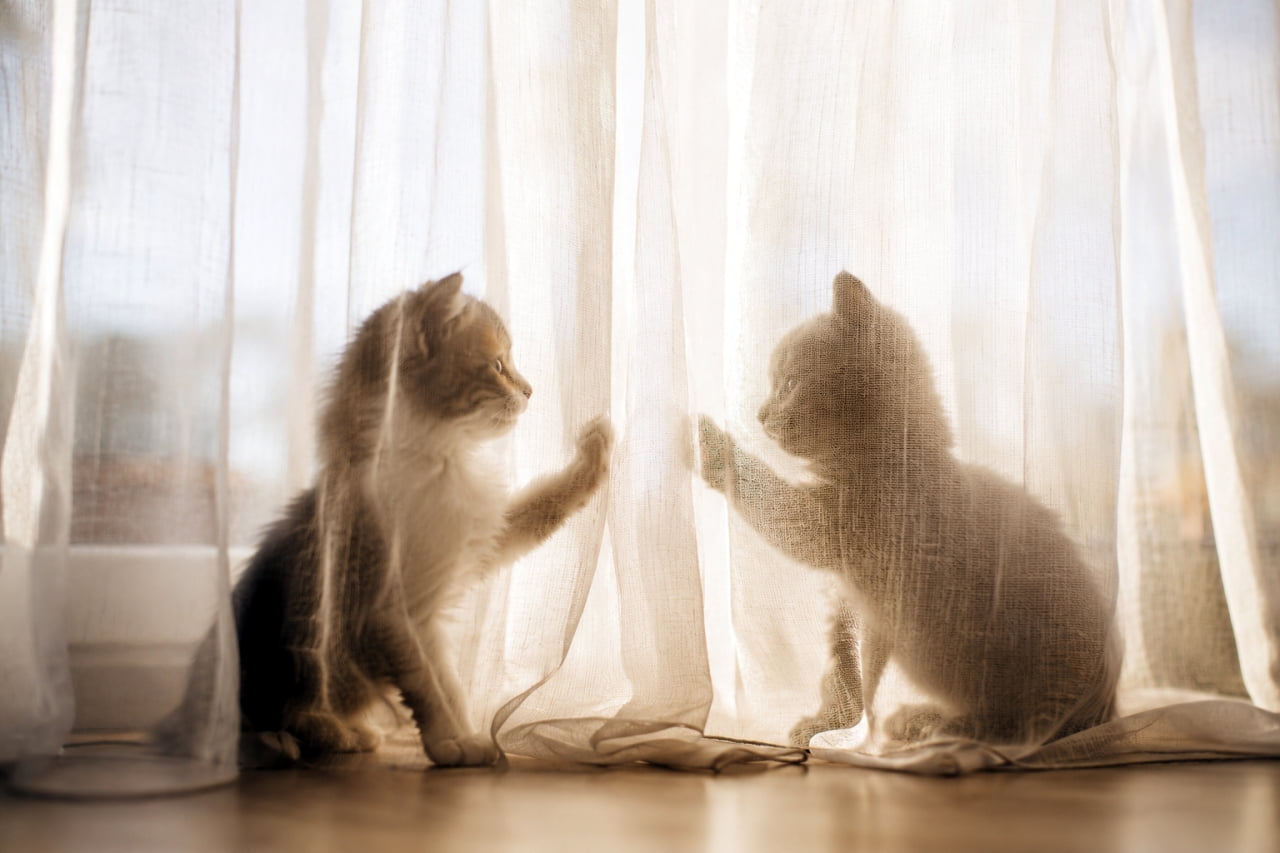 「カーテン越しのナイショ話?🤫 光に透けるシルエットがエモすぎる子猫たちです💕 #エモい #猫好きさんと繋がりたい」Ultra-realistic high-quality photograph of two kittens touching paws through a sheer white curtain illuminated by soft light. 柔らかな光が透ける薄手のカーテン越しに、お互いの前足を合わせようとする2匹の子猫