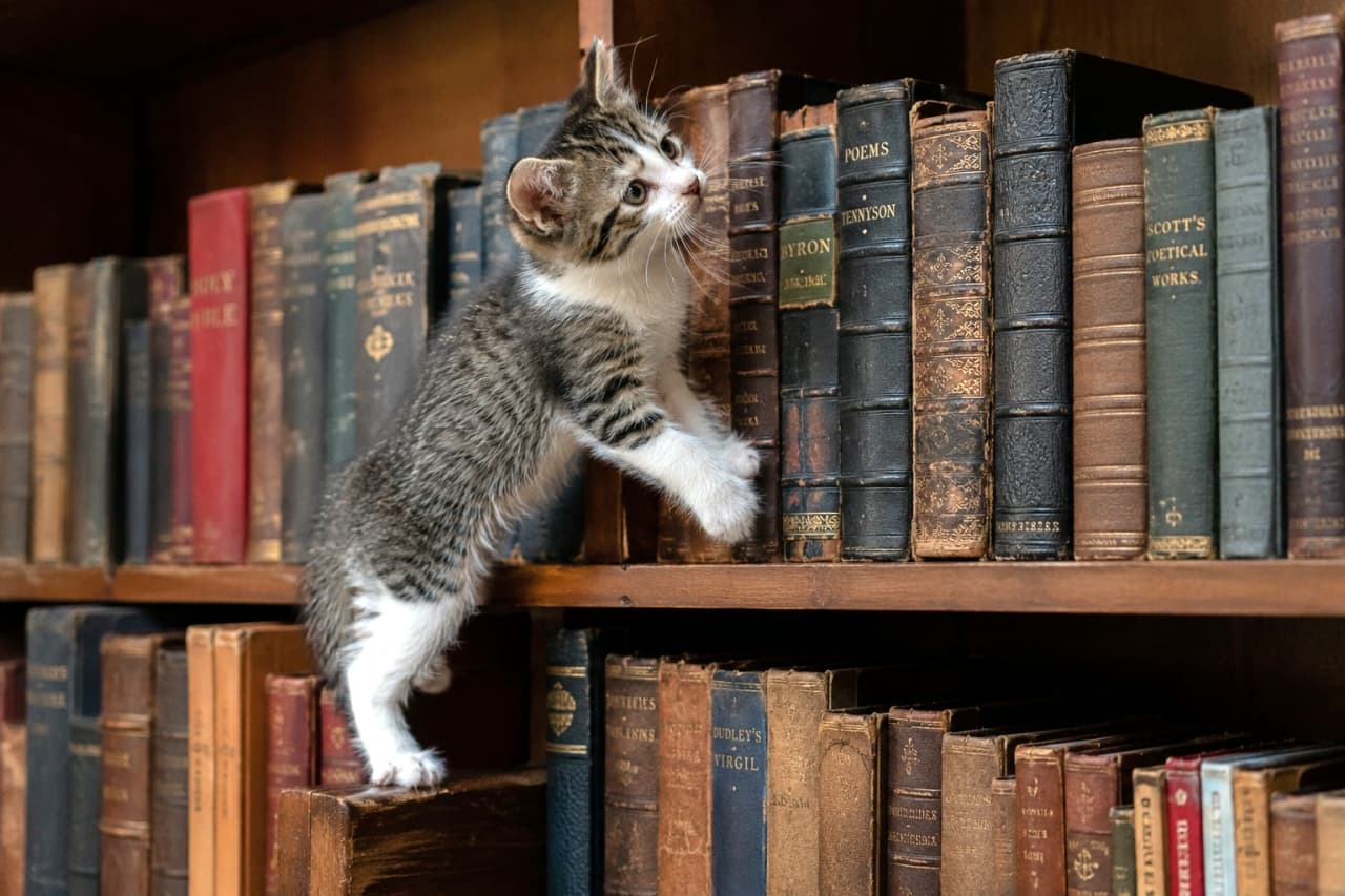 「今日はどの本を読もうかニャ?📖 知的な雰囲気と、ちっちゃな背伸びの組み合わせがたまらなくキュート🐈🎓」Ultra-realistic high-quality photograph of a tabby-and-white kitten climbing a wooden bookshelf filled with antique books, looking curiously at a book on the upper shelf. アンティークな装丁の洋書がぎっしり並んだ木製の本棚によじ登り、上の段の本に興味津々に顔を近づけているキジトラ白の子猫の高品質な写真