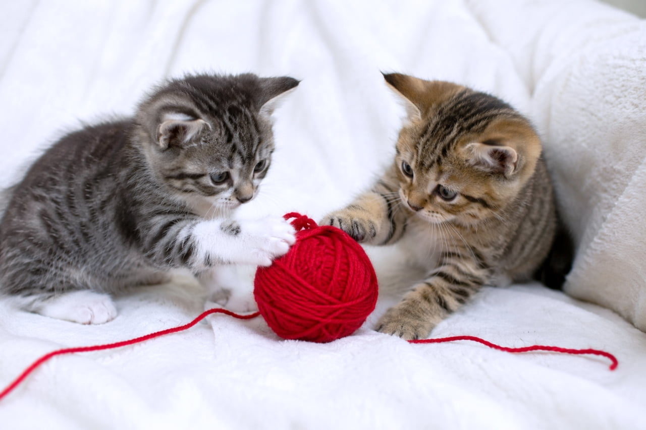 「ふたりで毛糸玉遊び!どっちが先に捕まえるかな?🐾🧶白に赤が映えるね✨ #仲良し猫 #子猫の遊び #白背景」Ultra-realistic high-quality photograph of two kittens playing together with a bright red ball of yarn on a soft white bed. 白いふかふかのベッドの上で、一つの赤い毛糸玉に向かって一緒に手を伸ばして遊ぶ2匹の子猫の高画質な写真