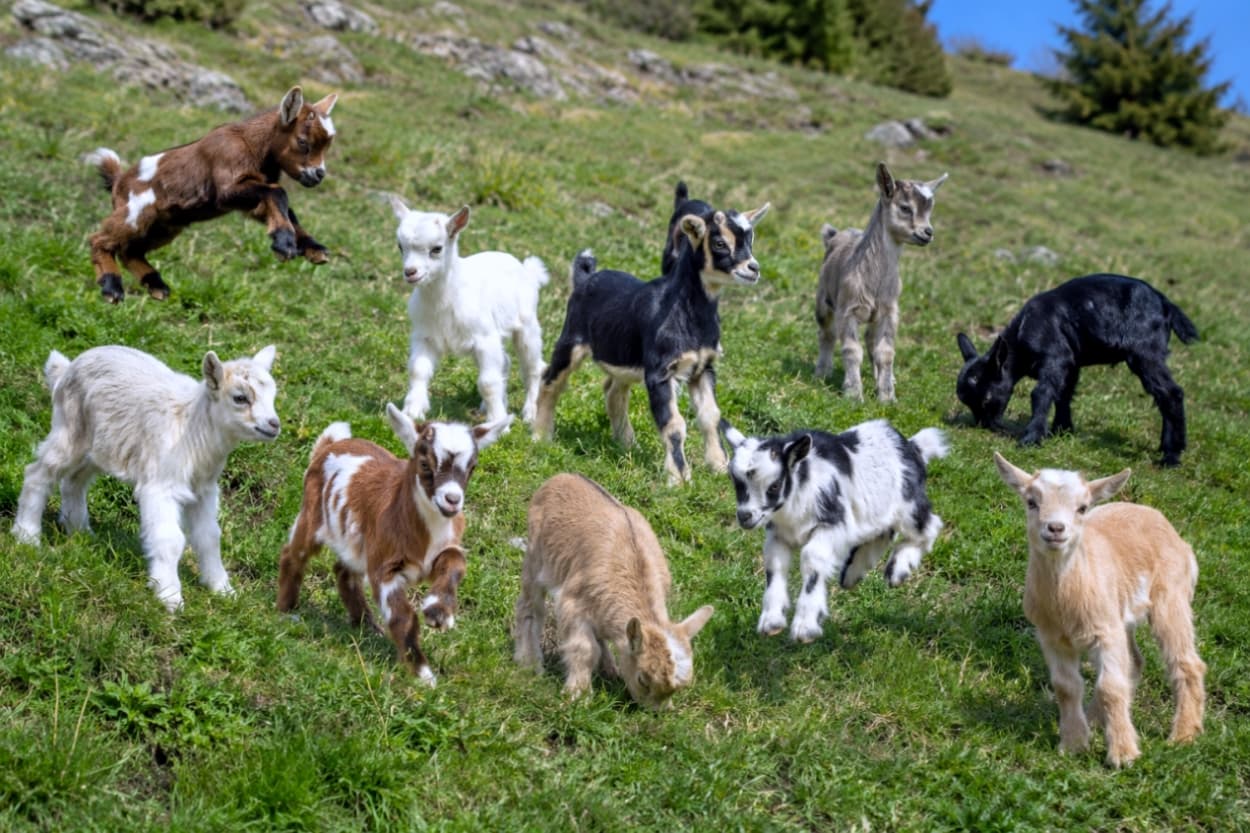 「ピョンピョン飛び跳ねて元気100倍!🐐💨 大自然の中で遊ぶ子ヤギたちに、たっぷりエネルギーをもらえますね🌿✨」Ultra-realistic high-quality photograph of energetic baby goats of various colors jumping and playing playfully on a vibrant green hillside pasture under a clear blue sky. 青空の下、緑豊かな傾斜地で元気いっぱいに飛び跳ねて遊ぶ様々な毛色(白、茶、黒、白黒ブチ)の子ヤギたち。躍動感あふれるジャンプの瞬間や、一心に草を食む愛らしい姿が鮮明に捉えられた超リアルな牧場の風景