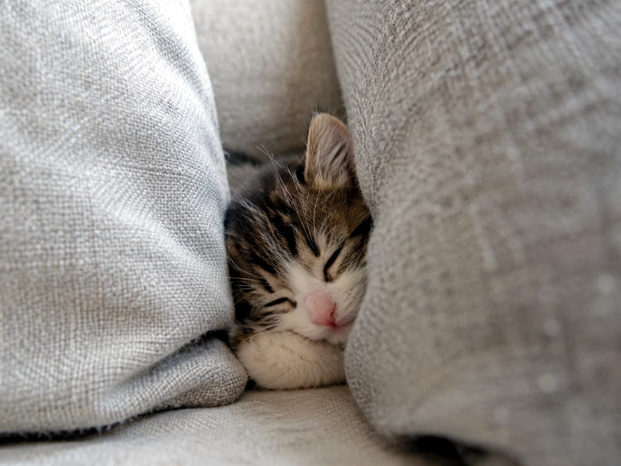 「クッションの谷間にすっぽりハマって夢の中へ🐈💭お顔だけ出してる姿がたまらないですね✨ #子猫 #お昼寝 #癒やし時間」Ultra-realistic high-quality photograph of a brown tabby and white kitten sleeping deeply wedged between two voluminous grey cushions, with only its face visible. Its front paw is resting under its chin, and its eyes are closed in a defenseless, adorable slumber. The contrast between the rough fabric texture of the cushions and the kitten's fine fur is beautifully captured. 2つのボリュームのあるグレーのクッションの間に深く挟まり、顔だけを正面に向けて眠るキジトラ白の子猫。前足をあごの下に添え、無防備に目を閉じてスヤスヤと眠る愛らしい表情が捉えられています。クッションのざっくりとした布地のテクスチャと、子猫の細い毛並みの対比が美しい高画質写真