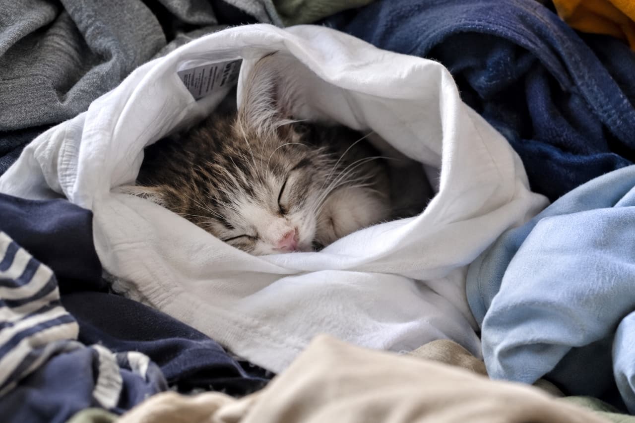 「白いTシャツの中に潜り込んでスヤスヤ💤飼い主さんの匂いがして安心するのかな?🐈🤍 #猫 #子猫 #お昼寝 #Tシャツ」Ultra-realistic high-quality photograph of a silver tabby and white kitten snugly wrapped inside the neck or sleeve of a white T-shirt, buried within a pile of other stacked laundry (navy, grey, blue). Only face and front paws are visible, eyes closed in deep sleep. Contrasts clean white fabric with other textures. 積み上げられた様々な色(ネイビー、グレー、水色)の洗濯物の山の中から、白いTシャツの首元のような部分にすっぽりと包まれて眠るサバトラ白の子猫。顔と前足だけを覗かせ、目を閉じて深く眠っています。白い布の清潔感、他の洗濯物の質感、子猫の柔らかな被毛が対比された高画質写真