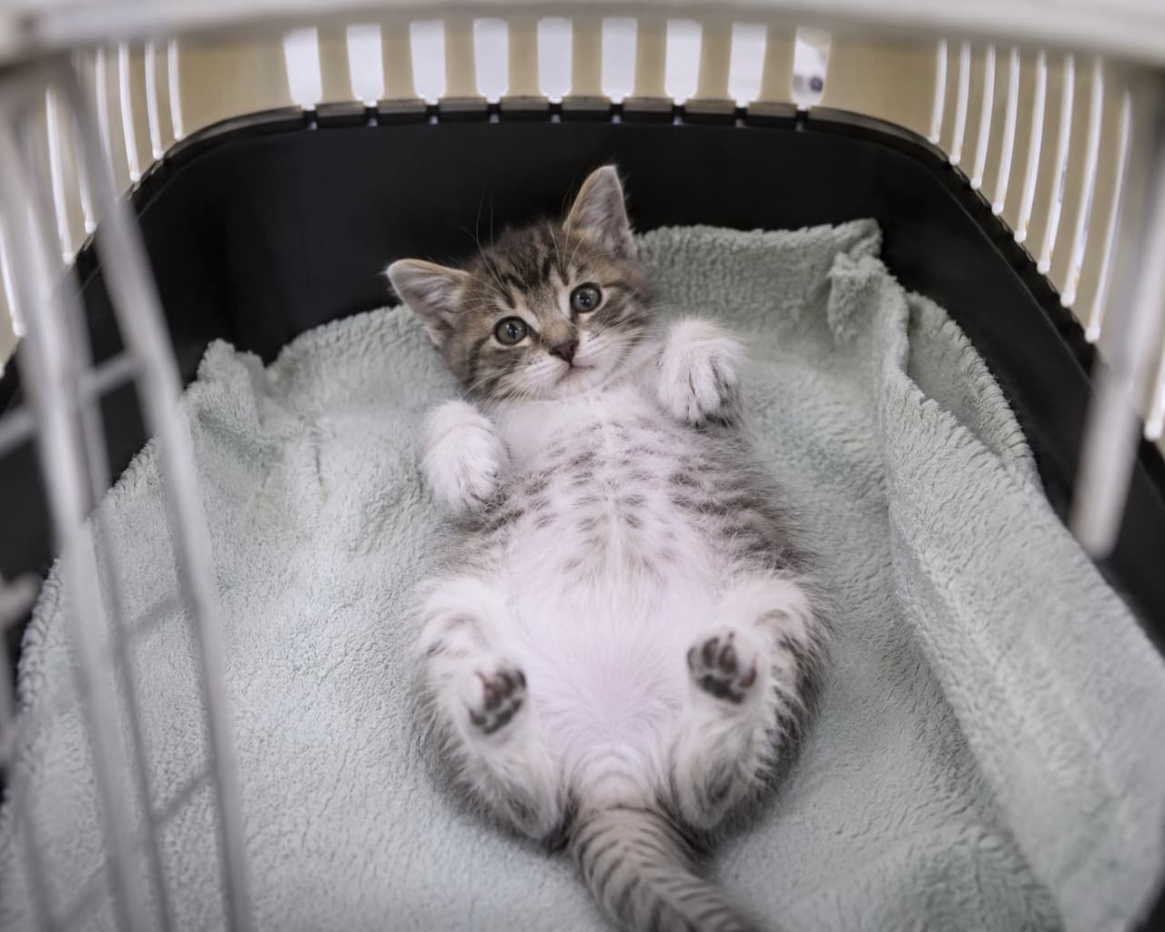 「キャリーを開けたらこの破壊力…ッ！🥺お腹のぽんぽこ模様を見せて見つめてくる天使を発見しました。 #子猫 #へそ天」Ultra-realistic high-quality photograph of a cute brown tabby and white kitten lying on its back in a "heso-ten" pose inside a pet carrier. The kitten is resting on a soft mint green fleece blanket, staring at the camera with large, curious eyes. Its spotted belly, white paws, and tiny paw pads are captured in sharp detail. プラスチック製のキャリーケースの中で、ミントグリーンの柔らかなボアブランケットの上に仰向け（へそ天）で寝転ぶキジトラ白の子猫。ピンクの鼻と大きなヘーゼル色の瞳でじっとカメラを見つめており、レオパード柄のようなお腹のスポット模様と丸めた白い前足、黒とピンクが混ざった肉球が鮮明に写る高画質写真