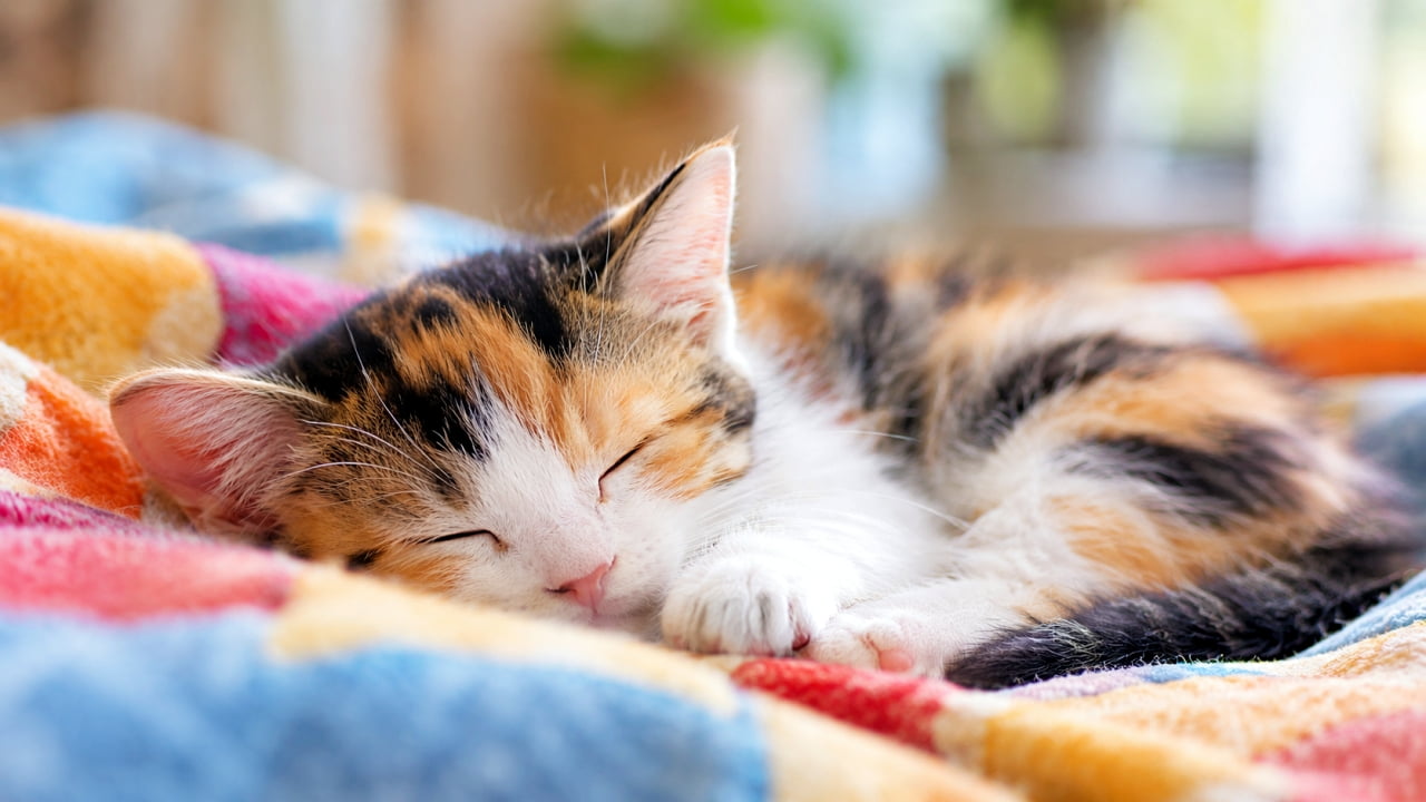 「カラフルな毛布でスヤスヤ夢の中🐈💤どんな楽しい夢を見ているのかな?起こさないようにそっと見守りたいですね✨ #三毛猫 #子猫 #お昼寝」Ultra-realistic high-quality photograph of a calico kitten sleeping peacefully on a colorful patchwork blanket. Its black, orange, and white fur is illuminated by warm natural light, highlighting its relaxed pose with extended front paws. カラフルなパッチワーク風の毛布の上で、気持ちよさそうに目を閉じて眠る三毛猫(キャリコ)の子猫。黒、茶、白の鮮やかな被毛が暖かな自然光に照らされています。リラックスして前足を投げ出したポーズが愛らしい高画質写真