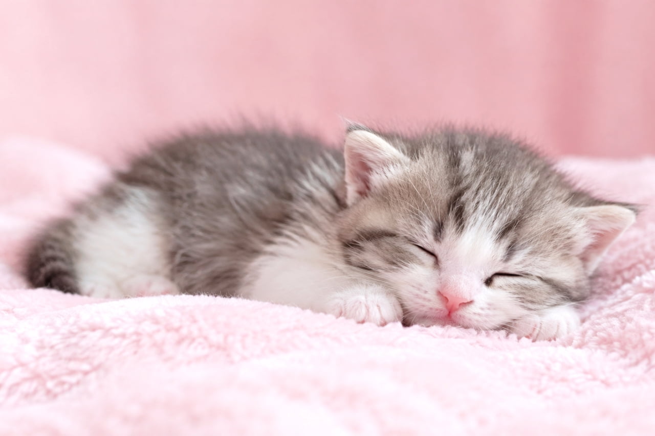 「ピンクの毛布と同化しちゃいそうなくらいフワフワ☁️💤無防備な寝顔に癒やされちゃいますね🐈💕 #子猫 #サバトラ白 #お昼寝タイム」Ultra-realistic high-quality photograph of a silver tabby and white kitten sleeping flat on its belly on a fluffy pastel pink blanket. Captures the fine texture of its grey and white fur, tiny pink nose, and closed eyes in a sweet, gentle tone. ふわふわとしたパステルピンクの毛布の上で、うつぶせになりペタンと体を伏せて眠るサバトラ白の子猫。グレーと白の柔らかな毛並み、可愛いピンク色のお鼻、ぎゅっと閉じた瞳が詳細に描写されています。全体的に優しく甘いトーンの高画質写真