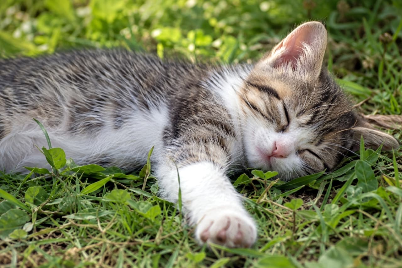 「前足をぐーんと伸ばしてどんな夢を見ているのかな?🐾✨ピンクの肉球と無防備な寝姿がたまらない一枚です💖 #キジ白 #猫好き #子猫 #お昼寝」Ultra-realistic high-quality photograph of a small tabby and white kitten sleeping in a grassy meadow with one front paw stretched out towards the camera. Its pink nose and paw pads are clearly visible as it rests in a completely relaxed and defenseless pose. 青々とした草原の中で、右の前足を画面の手前へぐーんと伸ばした無防備な姿勢で眠る小さなキジトラ白の子猫。ピンク色のお鼻と肉球がはっきりと見え、目を閉じて完全にリラックスした様子が描かれています。草の質感と猫の柔らかな被毛が美しい高画質写真