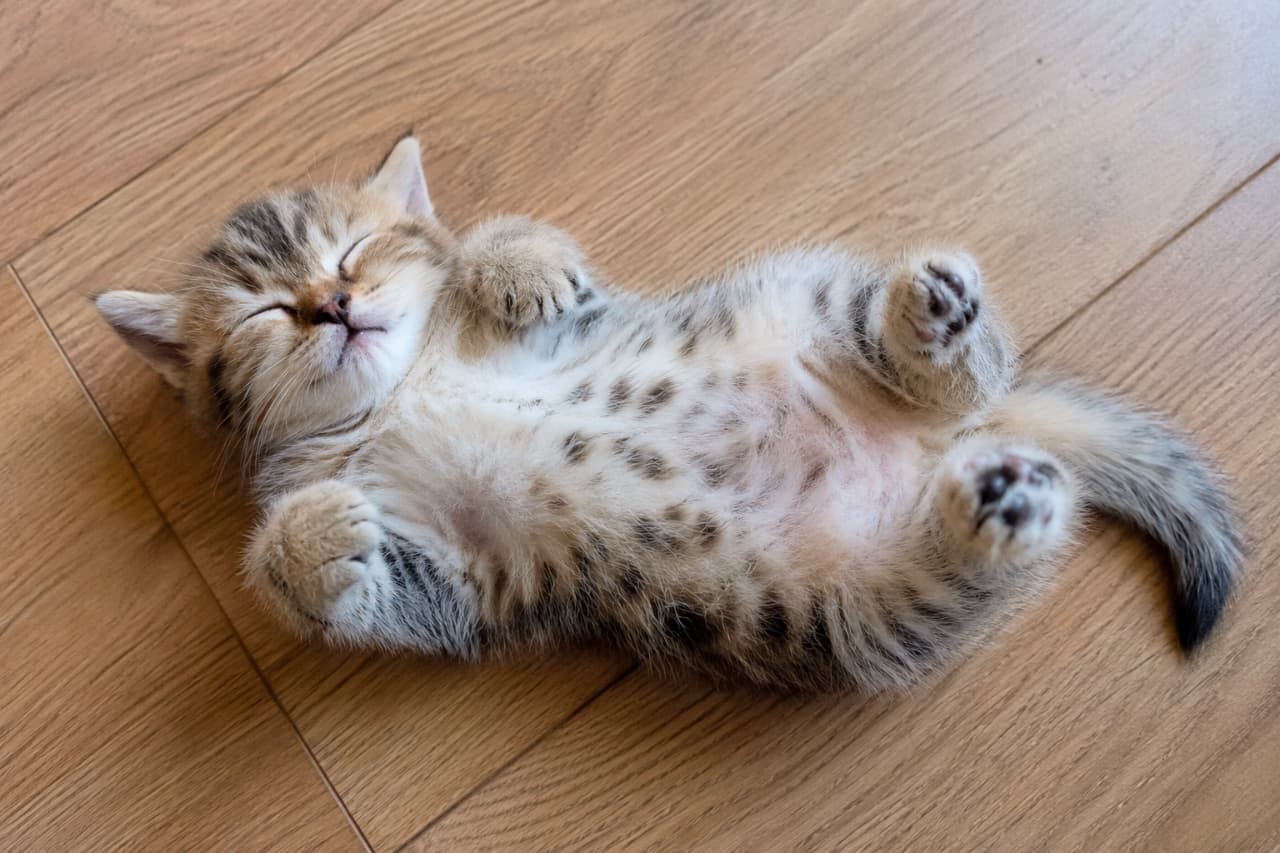 「お腹のぽんぽこりん具合がたまらない…🤤💕 フローリングのひんやり感が気持ちいいのかな？無防備な寝姿にキュン✨ #猫好き #幸せ」Ultra-realistic high-quality photograph of a cute tabby kitten sleeping peacefully on its back on a warm wooden floor. The image captures the soft texture of its short fur and the adorable spotted tabby pattern on its belly, bathed in soft natural light. 暖かい木目のフローリングの上で、無防備に仰向けになって熟睡するキジトラの子猫。短く柔らかな被毛の質感や、お腹に広がる可愛らしいスポッテッドタビー（斑点模様）まで鮮明に捉えられています。ぎゅっと閉じた目と、少し曲げた前足が安心しきっている様子を伝える、自然光が優しい高画質な写真です