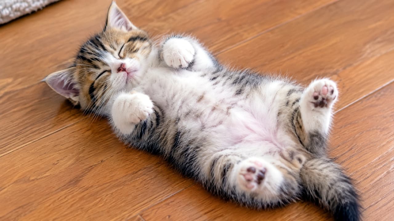 「警戒心ゼロ😆お腹全開でへそ天でお昼寝中🐈✨この無防備すぎる姿、守ってあげたくなりますね💕ピンクの肉球がたまらない🐾 #へそ天 #子猫 #お昼寝 #肉球」An ultra-realistic high-quality photograph of a tabby-and-white kitten completely exposed, sleeping soundly on its back (belly up) on a beautiful hardwood floor. Its pink paw pads, soft belly fur, and eyes-closed blissful face are detailed. The cat's sleeping pose, paw texture, and floor grain are realistic. 木目の美しいフローリングの上で、お腹を上にして仰向け(へそ天)で完全に無防備に眠るキジトラ白(または三毛)の子猫。肉球のピンク色、お腹の柔らかい被毛、目を閉じた幸せそうな顔が詳細に描写されています。猫の寝相、肉球の質感、床の木目がリアルな高画質写真