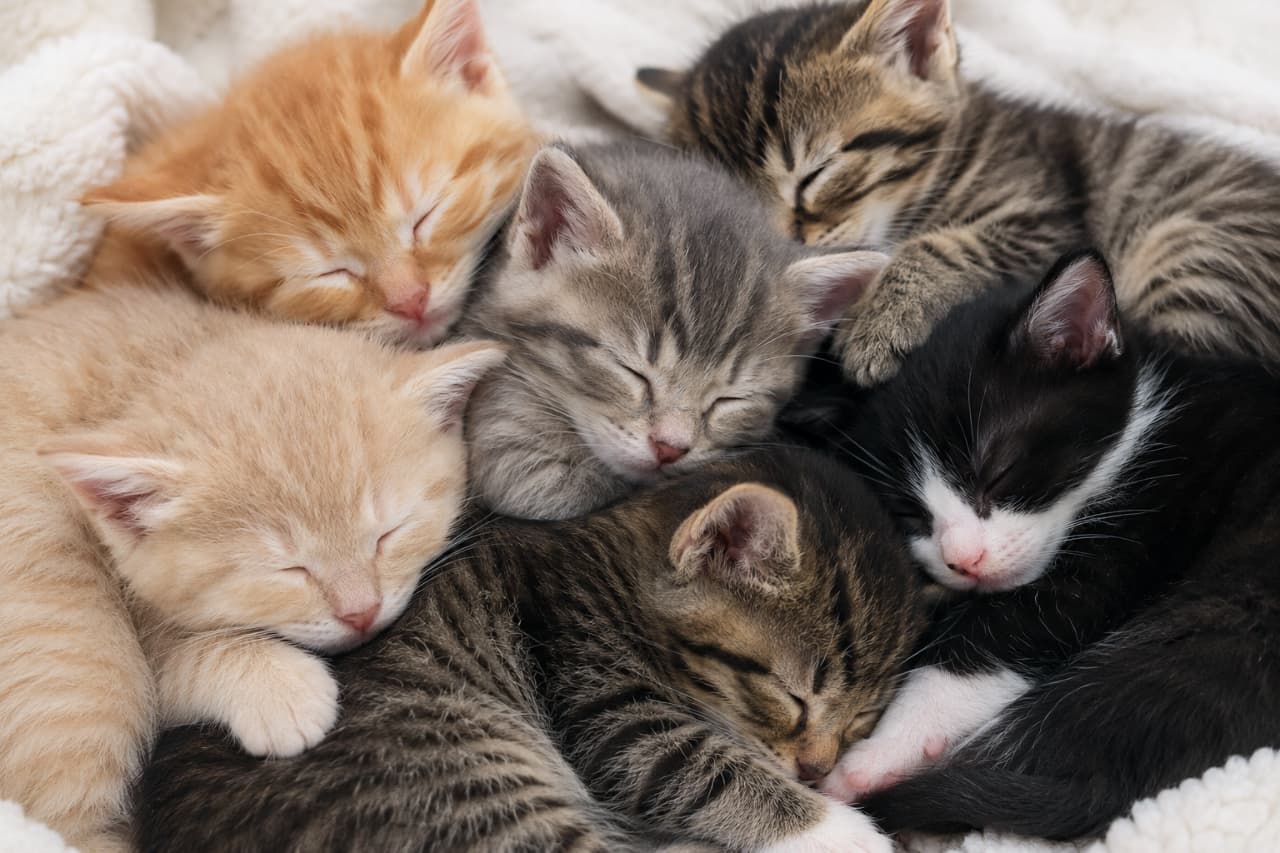 「幸せの「猫団子」が完成しました✨ぎゅっと集まってお昼寝する子猫たち、尊すぎて言葉が出ない…🥺❤️これぞ究極の癒やし! #猫団子 #天使の寝顔 #もふもふ部 #子猫のいる生活 #猫好きさんと繋がりたい #ねこ部 #おひるね #猫のいる暮らし #癒し #子猫」Ultra-realistic high-quality photograph of a heartwarming pile of six diverse kittens curled up together on a white knitted blanket. Close-up shot capturing the ultra-soft textures of their fur and their serene, peaceful expressions. 白いニットの毛布の上で、お互いに体をぴったりと寄せ合い、折り重なるようにして「猫団子」状態でぐっすりと眠る茶トラ、キジトラ、サバトラ、クリーム、ハチワレなど6匹の子猫たちのクローズアップ。柔らかく繊細な被毛の質感や、幸せそうな寝顔が画面いっぱいに広がる愛らしい構図