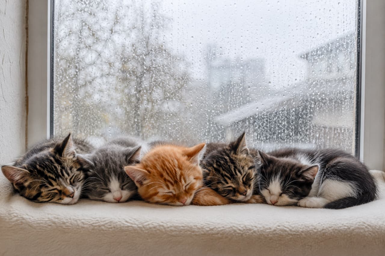「雨の日は、みんなでお布団から出られないね☔️🐾 窓辺に並んだ5つのふわふわに、心までぽかぽかしてきます☕️ #雨の日の過ごし方 #子猫のいる生活 #猫好きさんと繋がりたい #ねこ部 #子猫」Ultra-realistic high-quality photograph of five kittens sleeping in a neat row on a soft white towel placed on a windowsill. Outside, it's raining, and water droplets cover the glass windowpane, creating a cool, moody atmosphere that contrasts with the warmth of the sleeping kittens. 外は雨が降り、ガラスに無数の水滴がついた窓辺で、白いタオルの上に5匹の子猫(キジトラ、サバトラ白、茶トラ、キジトラ、黒白ハチワレ)が一直線に並んで眠っている高画質写真。雨の日の薄暗く青みがかった冷たい光と、屋内の子猫たちの暖かく柔らかな毛並みの対比が美しい