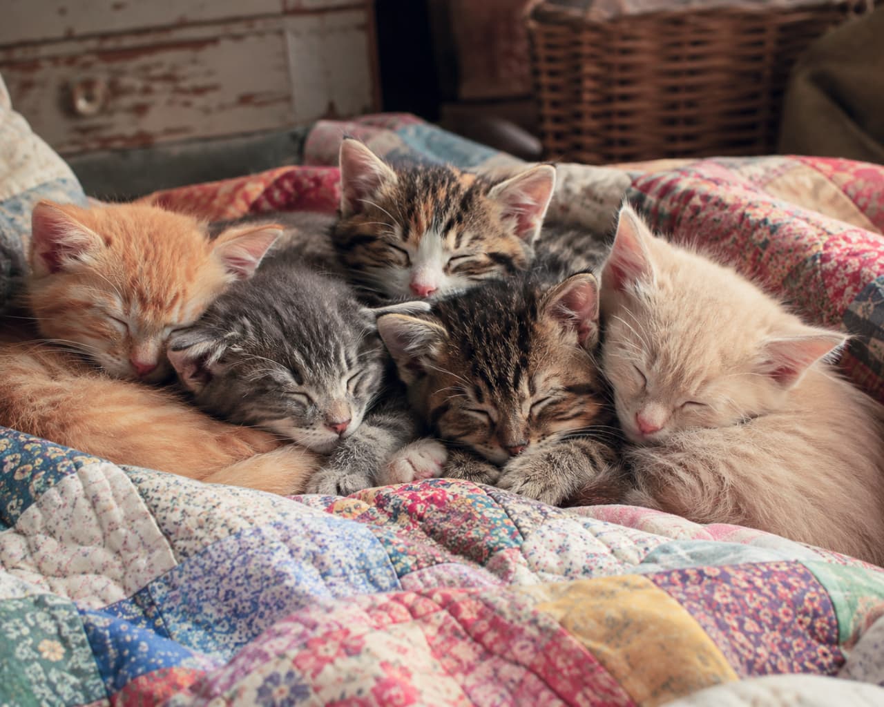 「おばあちゃんの手作りキルトみたいな、ぬくぬくベッドでおやすみ🐈💤 みんな一緒なら寒くないね🍂 #カントリーライフ #多頭飼い #ねこのきもち #宝物 #子猫のいる生活 #猫好きさんと繋がりたい #ねこ部 #子猫」Ultra-realistic high-quality photograph of five differently colored kittens huddled tightly together and sleeping on a colorful, traditional patchwork quilt. The rustic, country-style setting, with hints of vintage furniture in the background, enhances the feeling of warmth, comfort, and domestic peace. カラフルで温かみのあるカントリー調のパッチワークキルトの上で、5匹の子猫(茶トラ、サバトラ、キジ三毛、キジトラ、淡い茶トラ)が団子状になってぐっすりと眠っている高画質写真。背景にはかすかに古い木製家具やカゴが見え、キルトの布地の質感と子猫の柔らかさが安心感を与えている