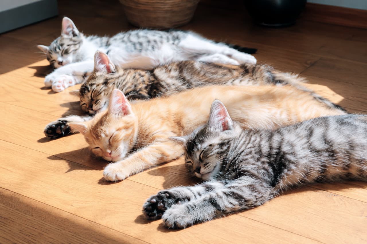 「太陽のぽかぽかベッドをみんなでシェア☀️ 一列に並んだ寝姿がたまらなく愛おしい午後の一コマです🐈💤 #日向ぼっこ #子猫 #猫好きさんと繋がりたい」Ultra-realistic high-quality photograph of four kittens, including a white tabby, brown tabby, ginger, and silver tabby, sleeping in a row on a wooden floor, basking in warm sunlight that highlights their fur and casts long, peaceful shadows. 暖かい日差しが差し込むフローリングの床で、4匹の子猫(白キジ、キジトラ、茶トラ、サバトラ)が一列に並んで気持ちよさそうに昼寝をしている様子。陽の光が被毛を黄金色に輝かせ、長く伸びた影が午後の穏やかな時間を演出しています