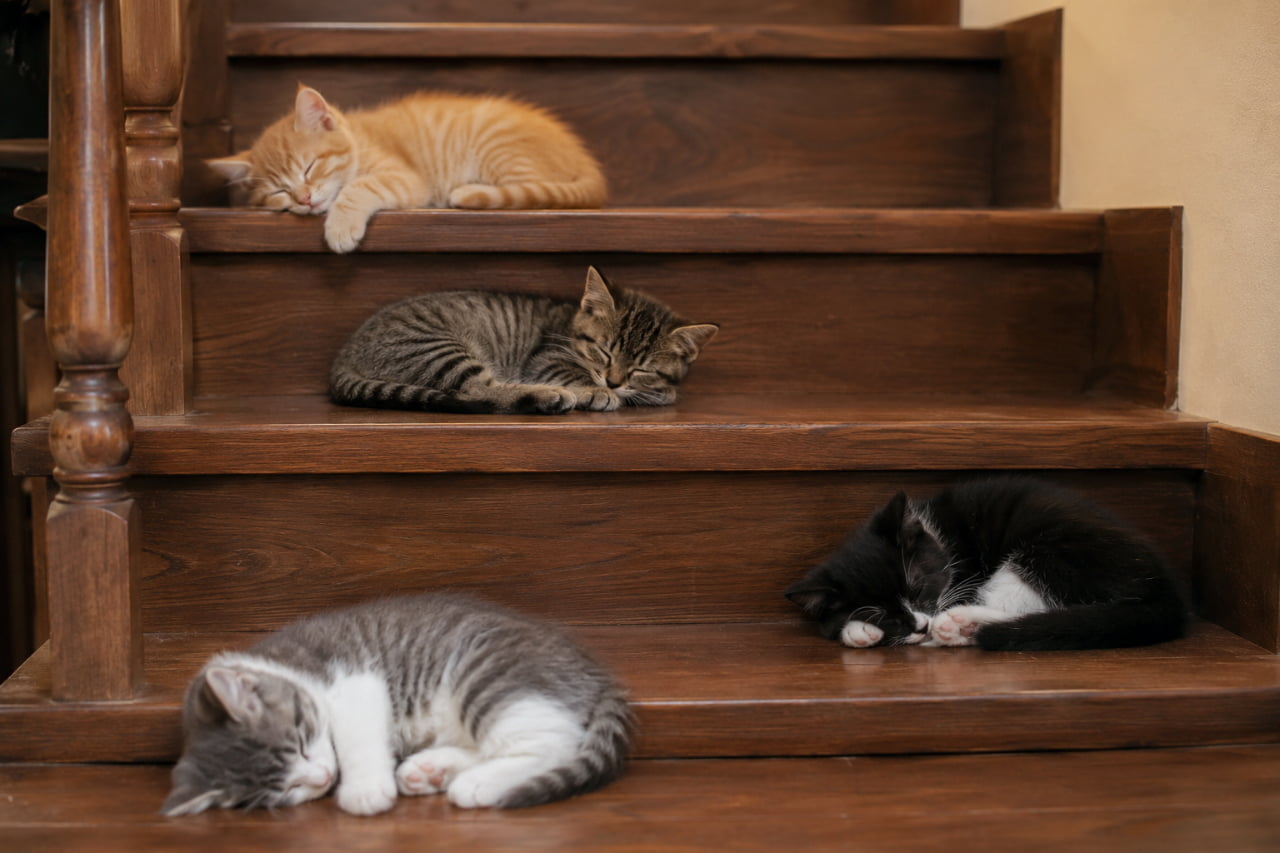 「階段一段ずつがみんなの特等席🪜💤 それぞれの寝相に個性が光る、静かで穏やかな午後のお昼寝タイム🕰️🐈」Ultra-realistic high-quality photograph of four kittens sleeping on separate steps of an elegant dark wooden staircase, showcasing different coat colors (ginger, tabby, tuxedo, grey and white) in a peaceful indoor setting. 重厚な焦げ茶色の木製階段の各段に、4匹の子猫がそれぞれ1匹ずつ分かれて眠っている超高画質写真。上から茶トラ(香箱座り風)、キジトラ、黒白ハチワレ、灰白(サバ白)とグラデーションのように配置され、静寂で落ち着いた室内空間を美しく演出しています