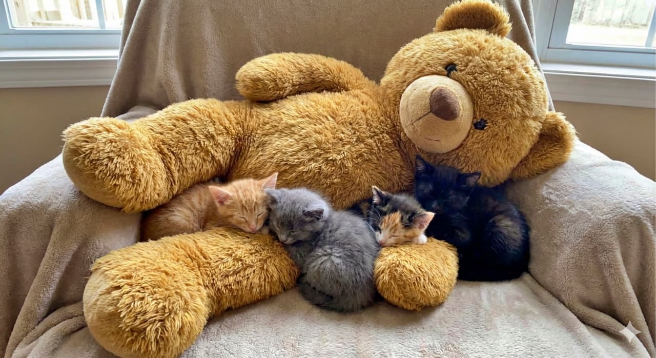 Four sleeping domestic shorthair kittens—orange tabby, gray, black, and calico—cuddled against a large plush teddy bear on a beige armchair, soft natural window light. 大きなぬいぐるみのテディベアに寄り添って眠る子猫4匹（茶トラ、グレー、ブラック、三毛）。ベージュの一人掛けに座り、窓からの柔らかな自然光が差している