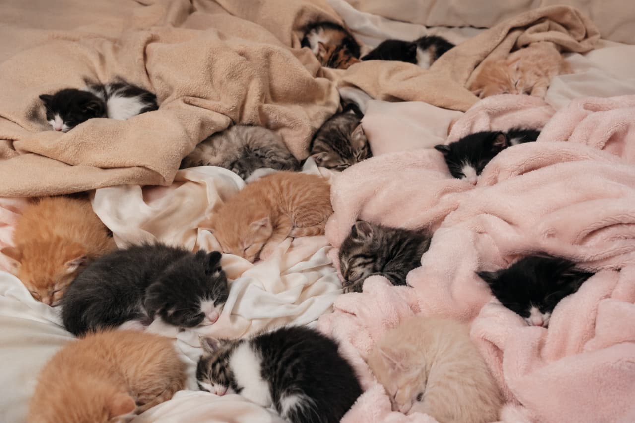 「ここは子猫たちのパラダイス…見渡す限りのもふもふ天国に、もう一緒に埋もれちゃいたいっ🛌💖 #猫の楽園 #たくさんのみんねこ #幸せの極み #子猫のいる生活 #癒し」Ultra-realistic high-quality photograph of more than ten adorable kittens of various breeds sleeping scattered and curled up across a cozy bed filled with soft pink and beige blankets. ピンクやベージュの柔らかいフリース毛布やシーツが広がる大きなベッドの上で、あちこちに体を丸めたり、寄り添ったりして気持ちよさそうに眠る、10匹以上の様々な毛色(茶トラ、キジトラ、サバトラ、黒白、クリーム)の愛らしい子猫たちの大集合