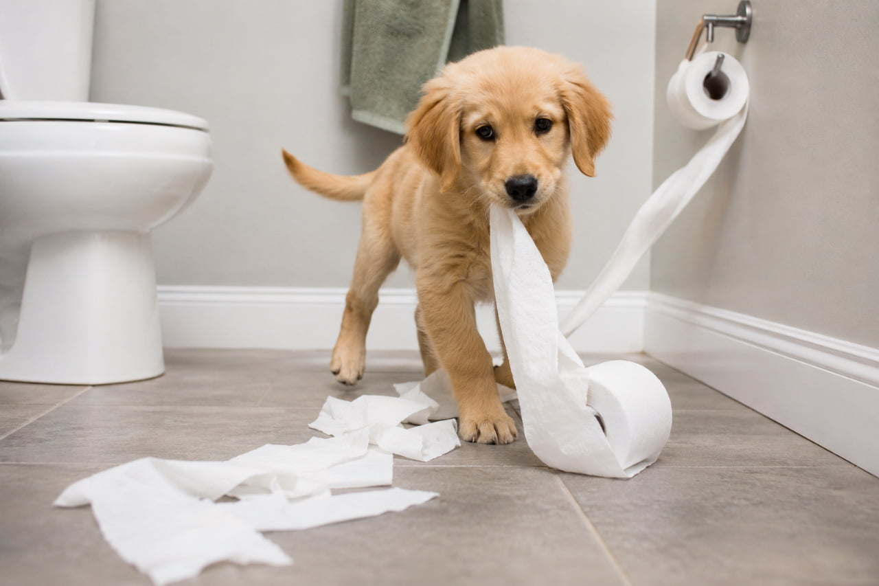 「トイレに入ったらこの光景…！😱 怒る気も失せる、見事な「現行犯」の瞬間です🐶💦 #子犬のイタズラ #トイレットペーパー祭り」Ultra-realistic high-quality photograph of a mischievous Golden Retriever puppy caught pulling and chewing on a roll of white toilet paper, causing a mess on the tiled floor of a modern grey bathroom. グレーのタイルが敷かれた清潔感のあるバスルームで、トイレットペーパーを引っ張り出して遊んでいるゴールデンレトリバーの子犬。ホルダーから長く引き出された白いペーパーを口に咥え、少しイタズラがバレたような、キョトンとした無垢な表情でこちらを見つめています。床にはちぎれたペーパーが散乱し、左側には白い便器が写っています