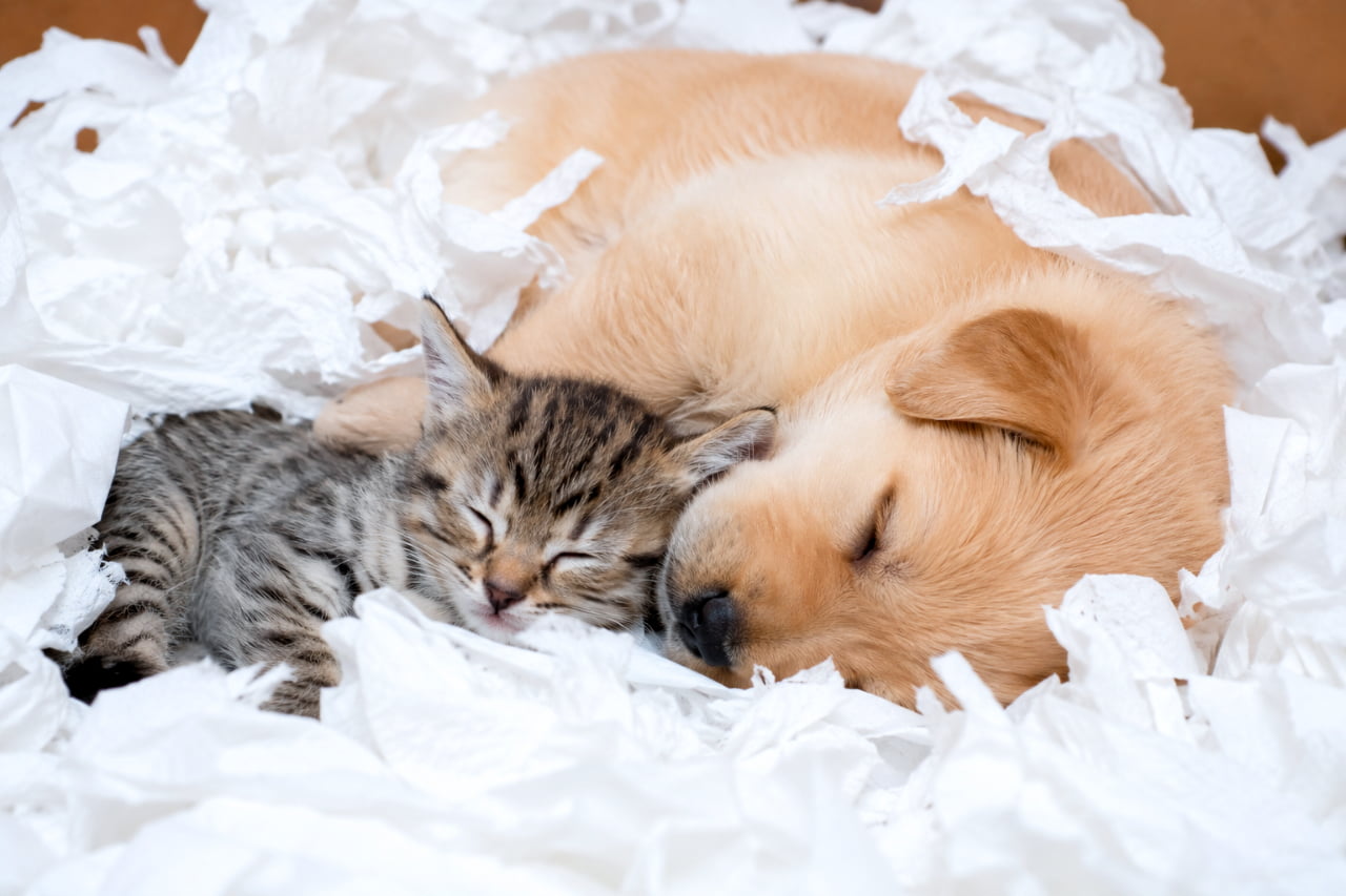 「いたずらした後は一緒に夢の中へ…☁️ 犬と猫の無防備な寝姿にキュン死確定です💘 #犬と猫のいる暮らし #子犬 #子猫」Ultra-realistic high-quality photograph of a golden puppy and a brown tabby kitten sleeping peacefully snuggled together, surrounded by a sea of crumpled white tissue paper. The contrast between the dog's soft golden fur and the kitten's striped coat is beautifully rendered. くしゃくしゃに丸められた白いティッシュペーパー（または薄紙）の海に埋もれるようにして、寄り添って眠るゴールデンレトリバー系の子犬とキジトラの子猫。明るい茶色の柔らかそうな犬の毛並みと、くっきりとした猫の縞模様の対比が美しく、種族を超えた平和で愛らしい情景が高画質で描かれています