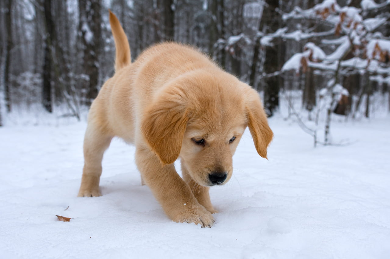 「初めての雪にドキドキワクワク！⛄️ 一生懸命に足跡をつける姿をずっと応援したくなります🐶✨ #子犬 #ゴールデンレトリバー #雪遊び」Ultra-realistic high-quality photograph of a Golden Retriever puppy exploring a snow-covered winter forest, with its soft cream-colored coat contrasting beautifully against the bright white snow, capturing a focused and curious expression. 雪が積もった冬の森で、ゴールデンレトリバーの子犬が好奇心いっぱいに雪面を歩いている様子。ふわふわの明るいクリーム色の被毛に雪の白さが際立ち、真剣な眼差しで足元の雪を見つめる表情が鮮明に描写されています