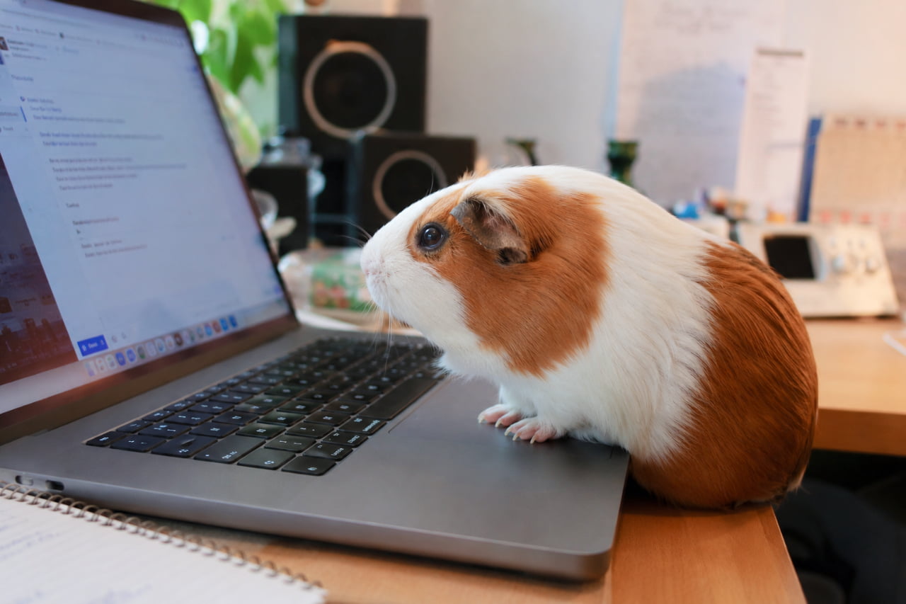 「今日はボクがリモートワークをお手伝い！💻小さな前足でキーボードをパチパチ（？）する姿が健気すぎます🐾✨」An ultra-realistic high-quality photograph of a brown and white guinea pig resting its paws on the keyboard of an open laptop on a wooden desk. The background shows blurred office items, creating a cute "working pet" scene. 木目のデスクの上に置かれたノートパソコンのキーボードの端に、小さな前足をちょこんと乗せて画面を見つめている茶色と白のモルモット。背景にはスピーカーや書類が柔らかくぼかして写り、デスクワークをしているような光景