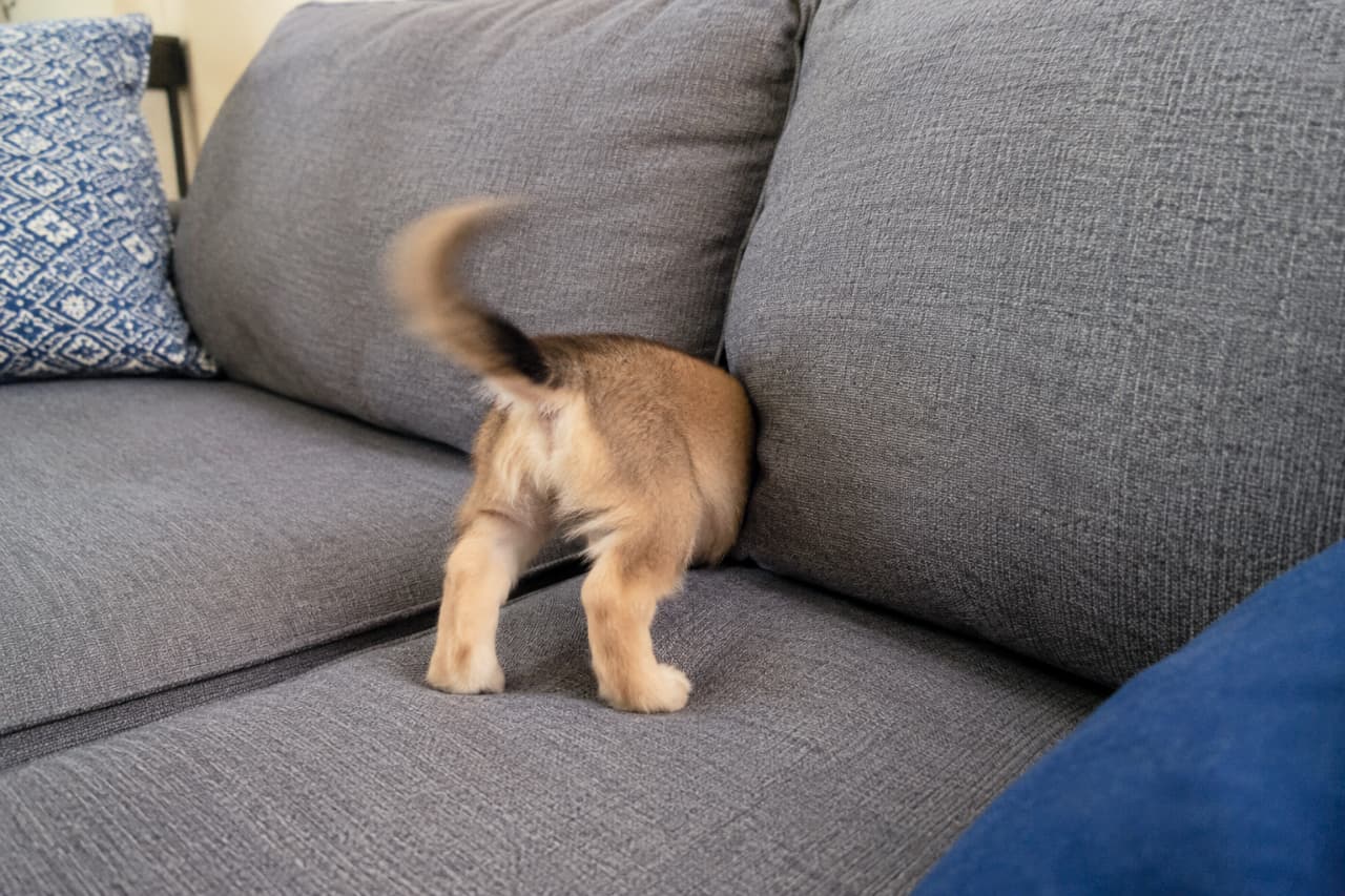 「頭隠して尻隠さずとはまさにこのこと！🤣 隙間の奥にいったい何を見つけたのかな？しっぽのブレが愛おしい💖 #おもしろ犬 #犬のいる生活」Ultra-realistic high-quality photograph of a puppy with its head completely buried in the crevice of a gray fabric sofa, leaving only its fluffy rear end and hind legs visible. Its tail is wagging so fast it forms a blur, creating a comical and endearing "hide and seek" moment. グレーのファブリックソファのクッションの隙間に頭を完全に突っ込み、お尻と後ろ足だけが見えている子犬のリアルな写真。しっぽが残像になるほどブンブンと激しく振られているのが分かり、何かに夢中になっている愛らしくもコミカルな後ろ姿。手前の青いクッションが色彩のアクセントになっている