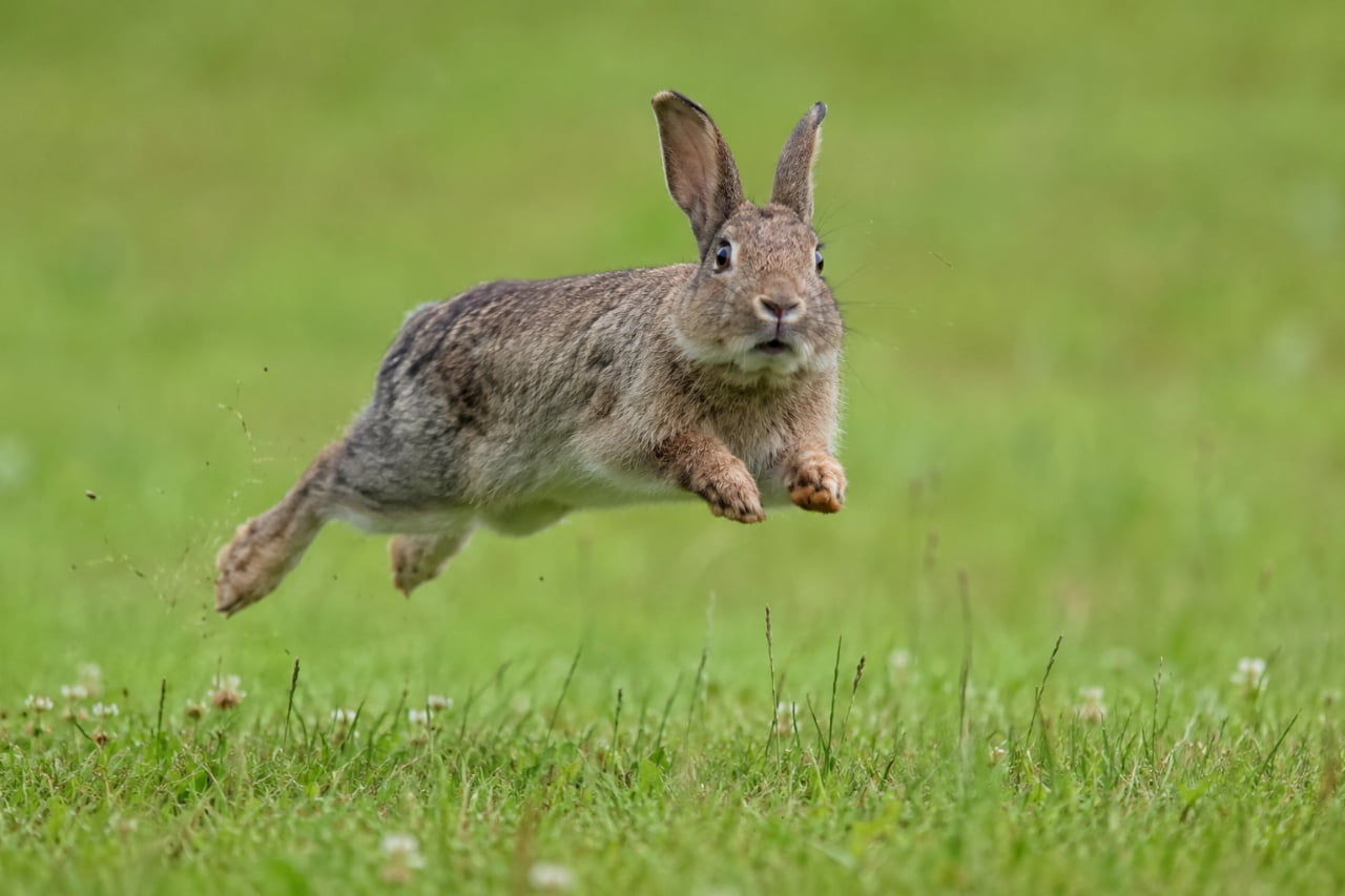 「躍動感たっぷり！🐇💨緑の野原を全力で駆け抜けるウサギさんの、見事なジャンプの瞬間です🌿✨」An ultra-realistic high-quality photograph of a wild brown rabbit jumping mid-air over a vibrant green grassy field. The dynamic action, the sharp focus on the rabbit's textured fur and intense expression are beautifully captured against a soft, blurred green background. 鮮やかな緑の野原で、四肢を伸ばして宙に浮いているダイナミックな瞬間の野生の茶色いウサギ（ノウサギ）。美しく自然な被毛の質感、真剣な瞳、跳躍時の力強さが、柔らかな緑のボケみを背景に見事に切り取られた躍動感あふれる高品質な写真
