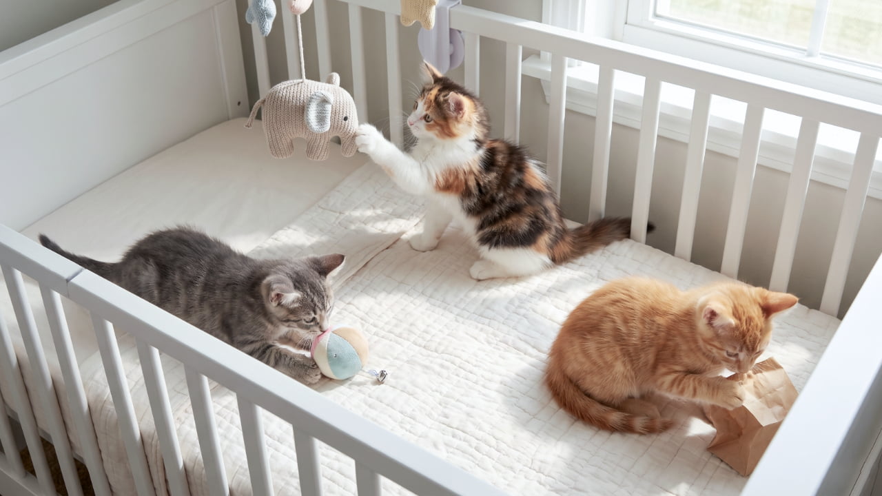 「ゾウさんにタ〜ッチ!🐘おもちゃに紙袋にベッドメリー…それぞれ好きなもので大忙しな子猫ちゃんたちです💕 #猫のいる幸せ #わんぱく子猫」Ultra-realistic high-quality photograph of three domestic kittens playing with different toys inside a white wooden crib. A fluffy calico kitten reaches its paw up to touch a grey knitted elephant mobile, while a silver tabby plays with a colorful bell ball and a ginger tabby crinkles a brown paper bag. 白い木製のベビーベッドの白いキルトシーツの上で、それぞれ別のおもちゃに夢中になって遊ぶ3匹のミックス子猫。中央奥の少し毛足の長い三毛猫が立ち上がり、吊り下がったグレーのニットのゾウのベッドメリーに右前足を伸ばしてタッチしようとしている。左側のサバトラはパステルカラーのボールをおもちゃにし、右側の茶トラは茶色い紙袋を前足でカサカサと触っている。窓からは明るい日差しが差し込んでいる