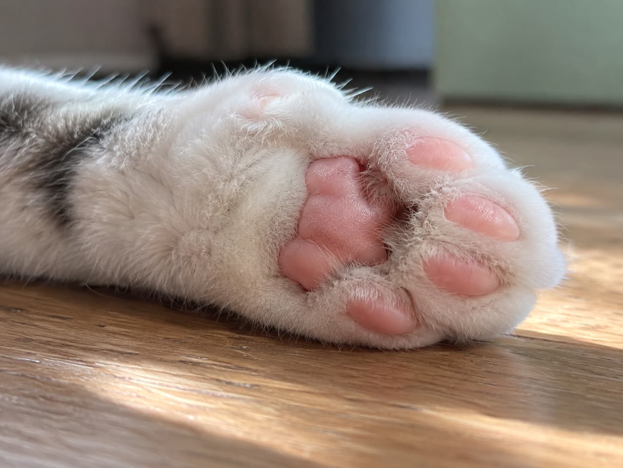 「みんな大好き!ぷにぷに肉球のどアップ🐾✨このピンク色、たまりませんよね?💕 #肉球 #猫部」Ultra-realistic high-quality photograph focusing on the close-up of a cat's pink paw pads and soft fur resting on a sunlit wooden floor. フローリングの床に投げ出された、白とキジ模様の猫の足裏の超クローズアップ写真。窓からの強い日差しに照らされ、ぷっくりとした健康的なピンク色の肉球と、指の間の細かな毛の質感がリアルに描写されています