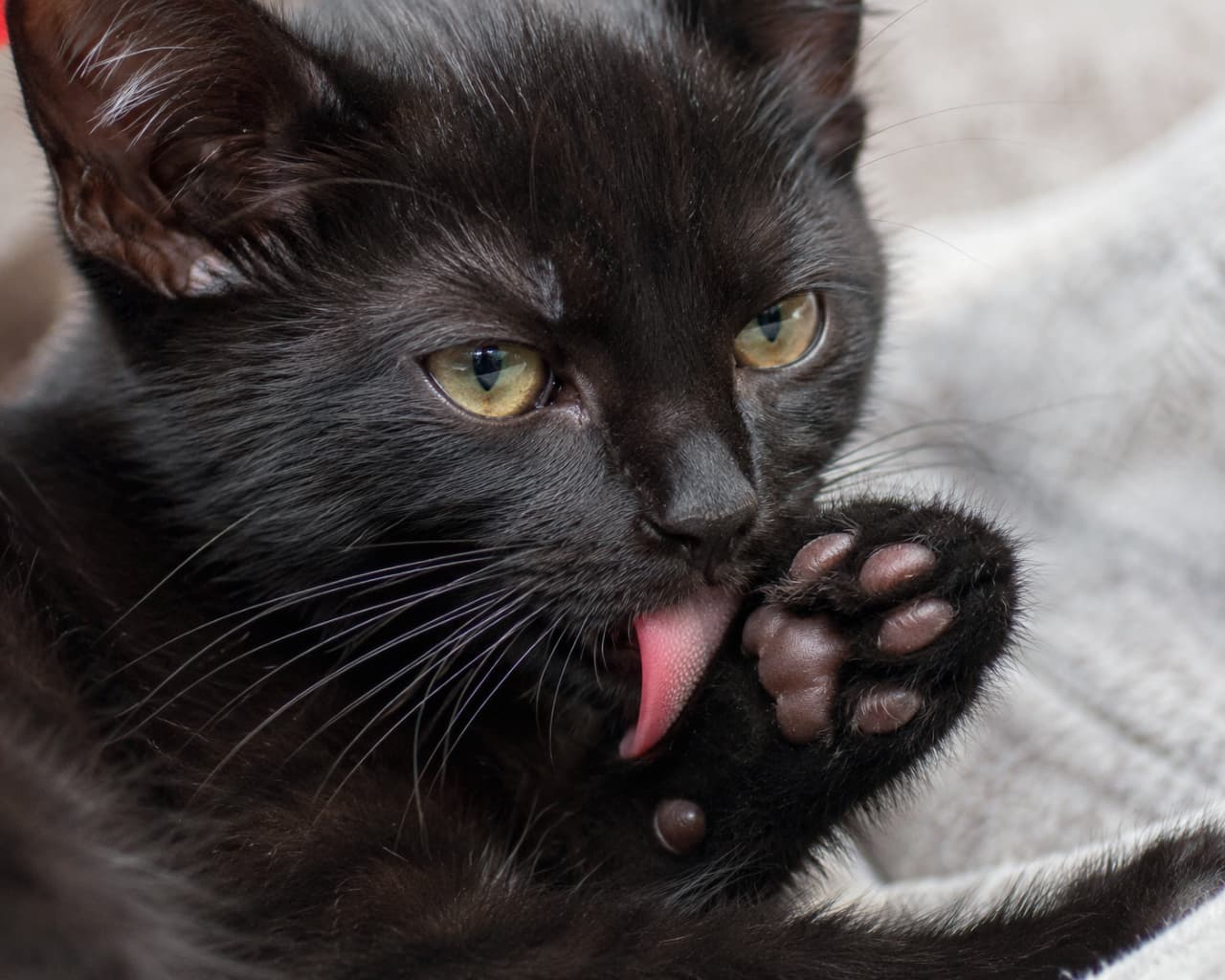 「ペロペロ、お手入れ中ニャ🐾ピンクのお舌とチョコ色の肉球のコンビが尊すぎて、もうメロメロですっ💖 #黒猫 #毛づくろい #肉球」Ultra-realistic high-quality photograph of a focused black shorthair kitten meticulously grooming its hind paw on a soft gray blanket. The shot captures the exact moment its pink tongue touches the plump, dark-brown paw pads, displaying highly detailed individual fur strands and realistic skin texture. 柔らかなグレーの毛布の上で、真剣な眼差しで後ろ足の肉球を毛づくろいする黒猫の短毛種の仔猫。ピンク色の小さな舌が、焦げ茶色のふっくらとした肉球に触れる瞬間をマクロ撮影しており、繊細な黒い被毛の質感やヒゲが鮮明に描写された、光の温かみを感じるクオリティの高い写真です