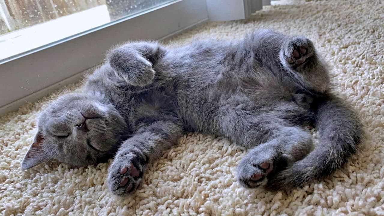 A sleepy gray kitten lies on its back on a cream-colored plush carpet near a glass door, eyes closed and paws loosely curled in the air, showing dark toe beans. Soft, diffused daylight from the window creates a cozy, serene atmosphere. 眠そうな灰色の子猫が、ガラス戸のそばのクリーム色のふわふわしたカーペットの上で仰向けに寝ている。目を閉じ、空中で前足をゆるく丸めて暗い肉球がのぞき、窓からの柔らかな拡散光が穏やかで心地よい雰囲気をつくっている