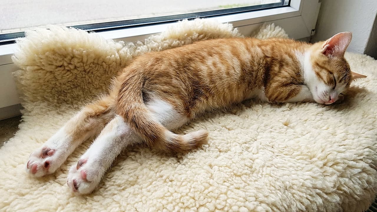 「窓辺でスーパーロングな伸び〜！あんよに尻尾を乗せた「クロス技」が芸術的。日向ぼっこ最高ニャ」An orange and white kitten sleeping stretched out long on a sheepskin rug by a window. The kitten's hind legs are extended with the tail crossed over them, showing spotted pink and black paw pads. 窓辺のムートンラグの上で、体を長く伸ばして眠る茶白の子猫。後ろ足をピンと伸ばし、その上にしっぽをクロスさせている。足裏にはピンクと黒の斑点模様の肉球が見える