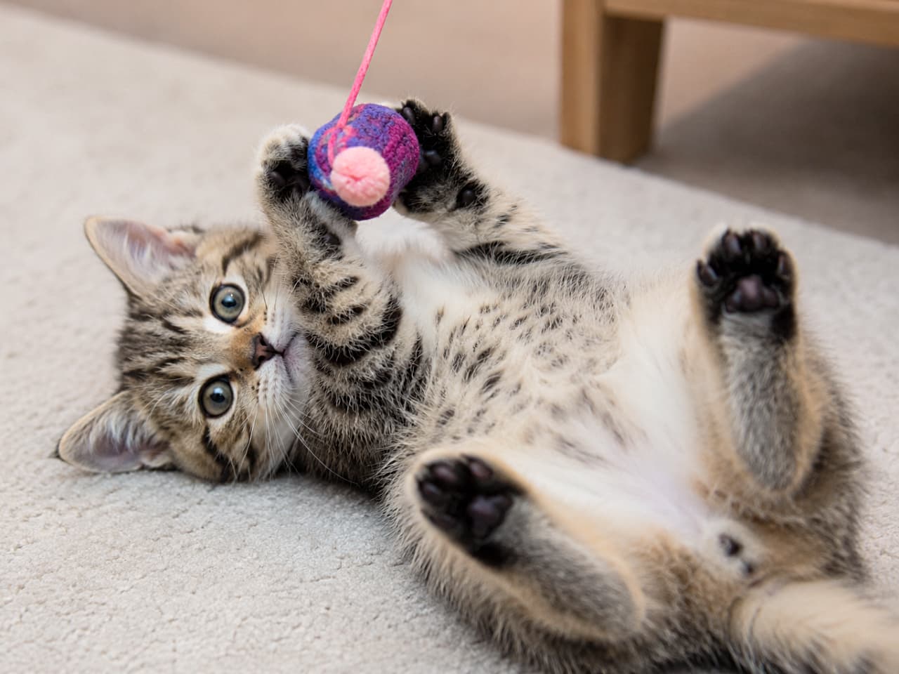「お気に入りのおもちゃをバシッとキャッチ!🧶コロンと仰向けになって遊ぶキジトラちゃんの、もふもふのお腹に顔をうずめたくなっちゃいますよね無邪気さ全開の癒やしをお届け!」Ultra-realistic high-quality photograph depicting a playful brown tabby kitten lying on its back on a beige carpet, clutching a small pink and purple yarn toy attached to a string. The high-resolution shot emphasizes its curious gaze, dark paw pads, and soft belly fur with a subtle wooden furniture leg in the background. 綺麗な黒と茶の縞模様を持つキジトラの子猫が、ベージュの目の詰まったカーペットの上で完全に仰向けになり、紐のついたピンクと紫色の小さなおもちゃを両前脚で一生懸命に捕まえている瞬間を捉えた高解像度写真です。無邪気に見つめる瞳や、上を向いたココア色の肉球、そしてお腹側の柔らかな白っぽい被毛がクリアに描写されており、背景には温かみのある木製家具の脚が少し映り込んでいます
