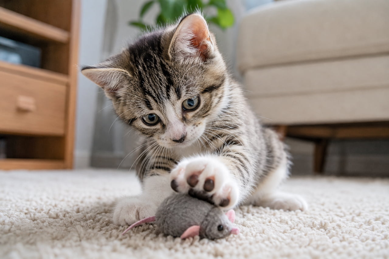 「「このネズミさんは渡さないにゃ!」って、おめめが本気モードのハンターに変身中っ🐱💥 #猫のおもちゃ #一人遊び #キジトラ猫」Ultra-realistic high-quality photograph of a tabby and white kitten pinning down a small gray plush toy mouse with its white paw on a beige shaggy carpet. The kitten tilts its head slightly, focused with wide, curious eyes, blending high action with indoor warmth. ベージュのふんわりとしたシャギーカーペットの上で、グレーの小さなネズミのおもちゃを白い前足でギュッと捕らえるキジ白の子猫。少し首を傾げながら獲物(おもちゃ)をじっと見つめるクリクリの瞳が、ハンターとしての本能と無邪気さを物語っています