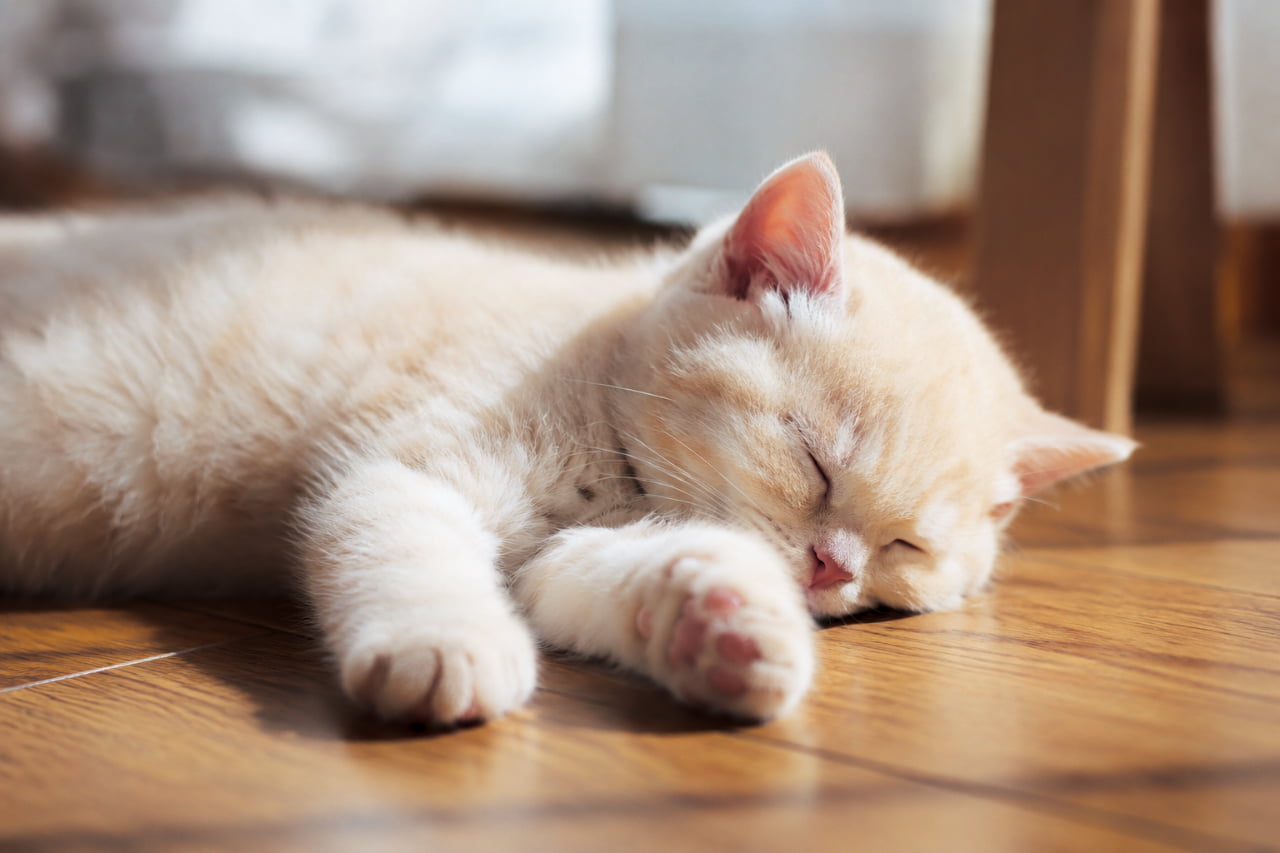 「幸せな寝顔にキュン💕ピンクのお鼻とクリーム色の毛並みが天使みたいです👼✨ #子猫のいる生活 #癒し」Ultra-realistic high-quality photograph of a sleeping cream-colored kitten resting on a wooden floor, with a close-up on its pink nose and soft paws, illuminated by warm sunlight. 木漏れ日のような優しい光の中、フローリングの上で横たわって眠るクリーム色(ブリティッシュショートヘア風)の子猫。ピンクのお鼻と前に投げ出された丸い前足が強調され、温もりを感じるシネマティックな一枚です