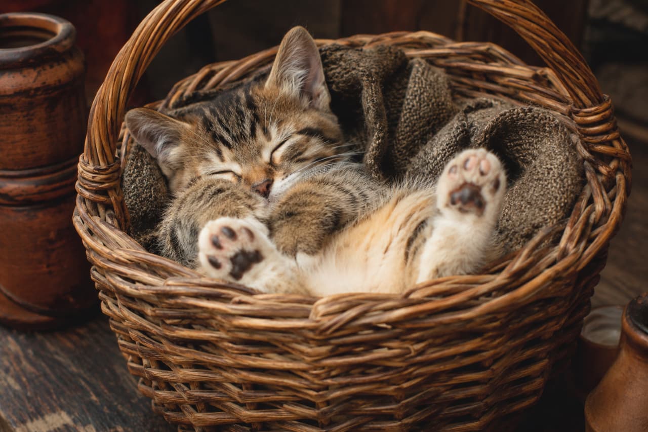 「籠の中でおやすみ中💤無防備な肉球がたまらない可愛さです🐾みなさんも癒されてくださいね✨ #猫のいる暮らし #子猫」Ultra-realistic high-quality photograph of a sleeping tabby kitten lying on its back in a vintage woven basket, wrapped in a coarse brown blanket, showing its cute paw pads. アンティーク調の籐籠の中で、粗目のブラウンのブランケットに包まれて仰向けに眠るキジトラの子猫。ピンクと黒が混ざった可愛らしい肉球を上に向け、安心しきった表情でスヤスヤと眠る情景です