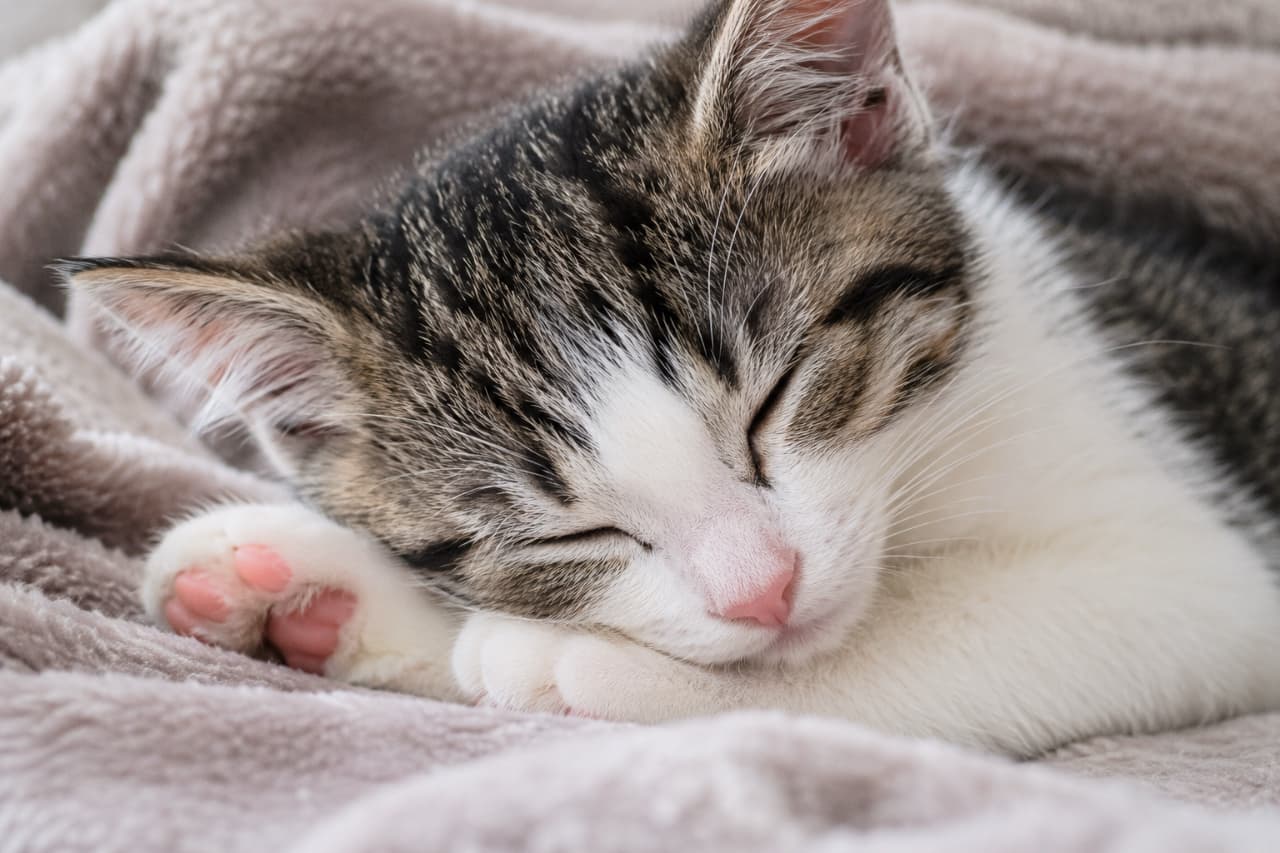 「ずっと見ていられる天使の寝顔👼💤ピンクのお鼻と肉球のセットは反則級の可愛さです😭💖 #天使の寝顔 #ねこすたぐらむ #癒し」Ultra-realistic high-quality photograph of a close-up of a tabby and white kitten sleeping with its face buried in a soft grey blanket. The paw resting next to its face, its healthy pink nose, and the crisp texture of each individual whisker are clearly depicted, capturing a serene and peaceful moment. グレーの柔らかい毛布に顔を埋めるようにして眠るキジ白子猫のクローズアップ写真。顔の横に添えられた美しい肉球、健康的なピンク色のお鼻、そして一本一本のひげの質感まで鮮明に描写されており、静寂で穏やかな時間が流れています