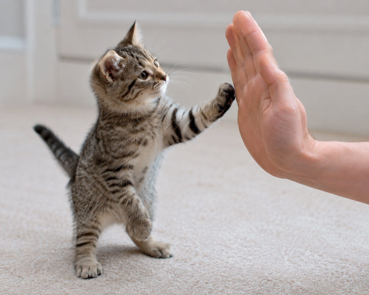 「イェーイ!上手にハイタッチできたにゃ🐾✨飼い主さんとの絆にほっこり💖 #ハイタッチ #猫のいる生活 #キジトラ子猫」Ultra-realistic high-quality photograph of a tabby kitten standing on its hind legs on a carpet, giving a cute high-five to a human hand. It captures the kitten's earnest gaze, its straight tail, and the warm bond between human and cat. カーペットの上で二本足で立ち上がり、人間の手のひらと可愛らしくハイタッチをするキジトラの子猫。真剣な眼差しで手を見つめる表情や、ピンと伸びた尻尾、そして人間と猫との温かい絆を感じさせる瞬間を捉えています