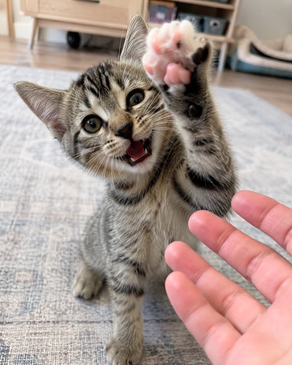 「「もっと遊んでにゃー!」のおねだり攻撃🐱💥こんな顔されたら断れないですよね🥺💕 #おねだり猫 #猫好き #遊び盛り #猫のいる生活 #キジトラ子猫」Ultra-realistic high-quality photograph of a tabby kitten sitting on a rug, energetically meowing with its mouth open while reaching a paw towards a human hand. Its wide innocent eyes, tiny fangs, and dynamic paw movement express the curiosity of a playful kitten. ラグの上に座り、人間の手に向かって前足を伸ばしながら元気いっぱいに鳴いているキジトラの子猫。見開かれた無邪気な瞳、小さな牙が見える開いた口、躍動感のある前足の動きが、遊び盛りの好奇心を表現しています