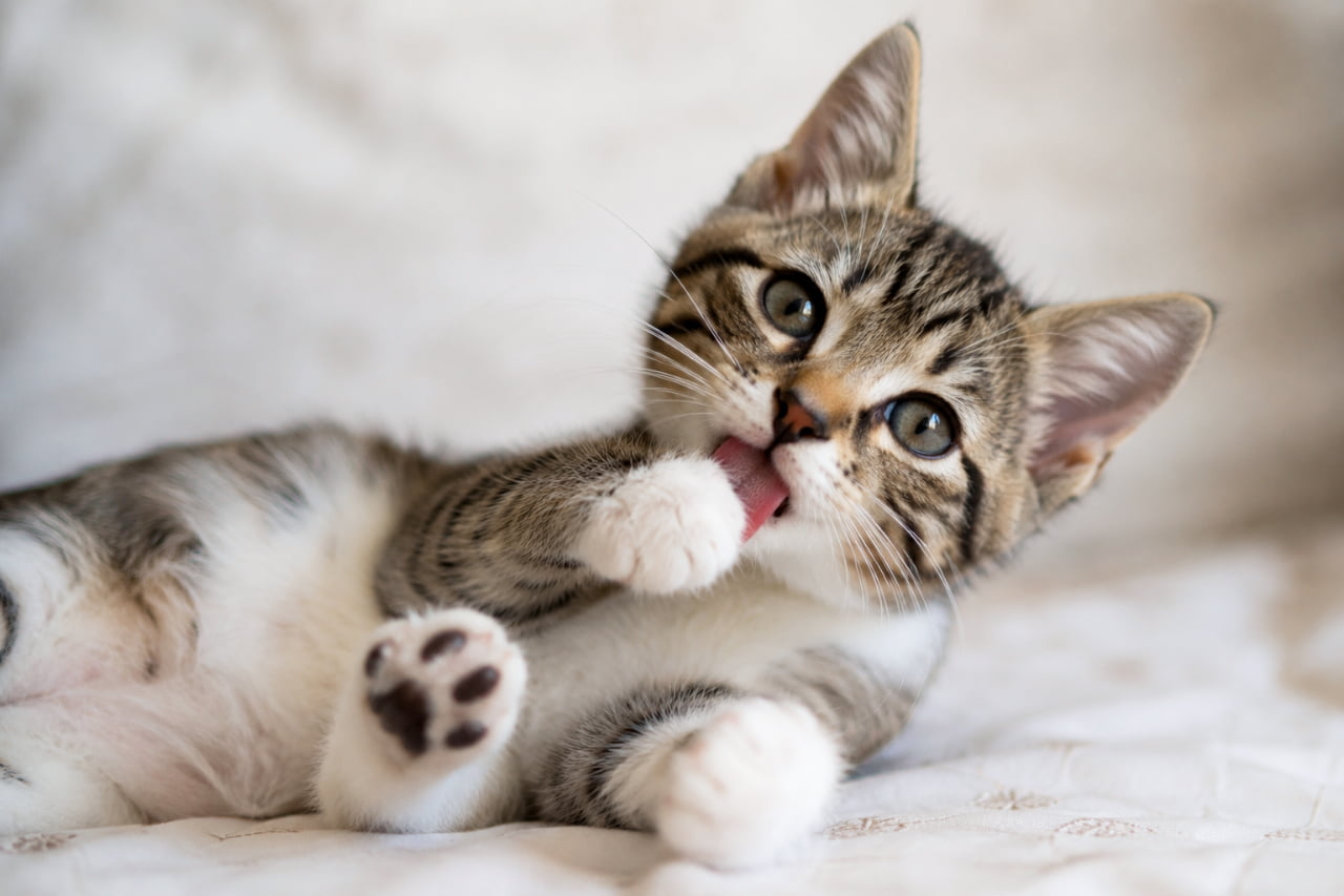 「ペロペロ、ゴロゴロ…お腹全開で念入りにお手入れ中にゃん👅キレイ好きは子猫の時からだねっ✨ #毛繕い #へそ天 #にゃんすたぐらむ」Ultra-realistic high-quality photograph of a tabby and white kitten lying flat on its back on clean white quilted bedding, blissfully licking its front paw during grooming. Highlights its tiny pink tongue, fluffy white chest, and a completely relaxed state. 清潔感のある白いキルティングのシーツの上で、仰向けのへそ天姿勢になりながら前足をペロペロと舐めて毛繕いするキジ白の子猫。ピンクの小さな舌、お腹の白毛とキジ柄のコントラスト、そしてリラックスした表情が日常の穏やかさを表現しています