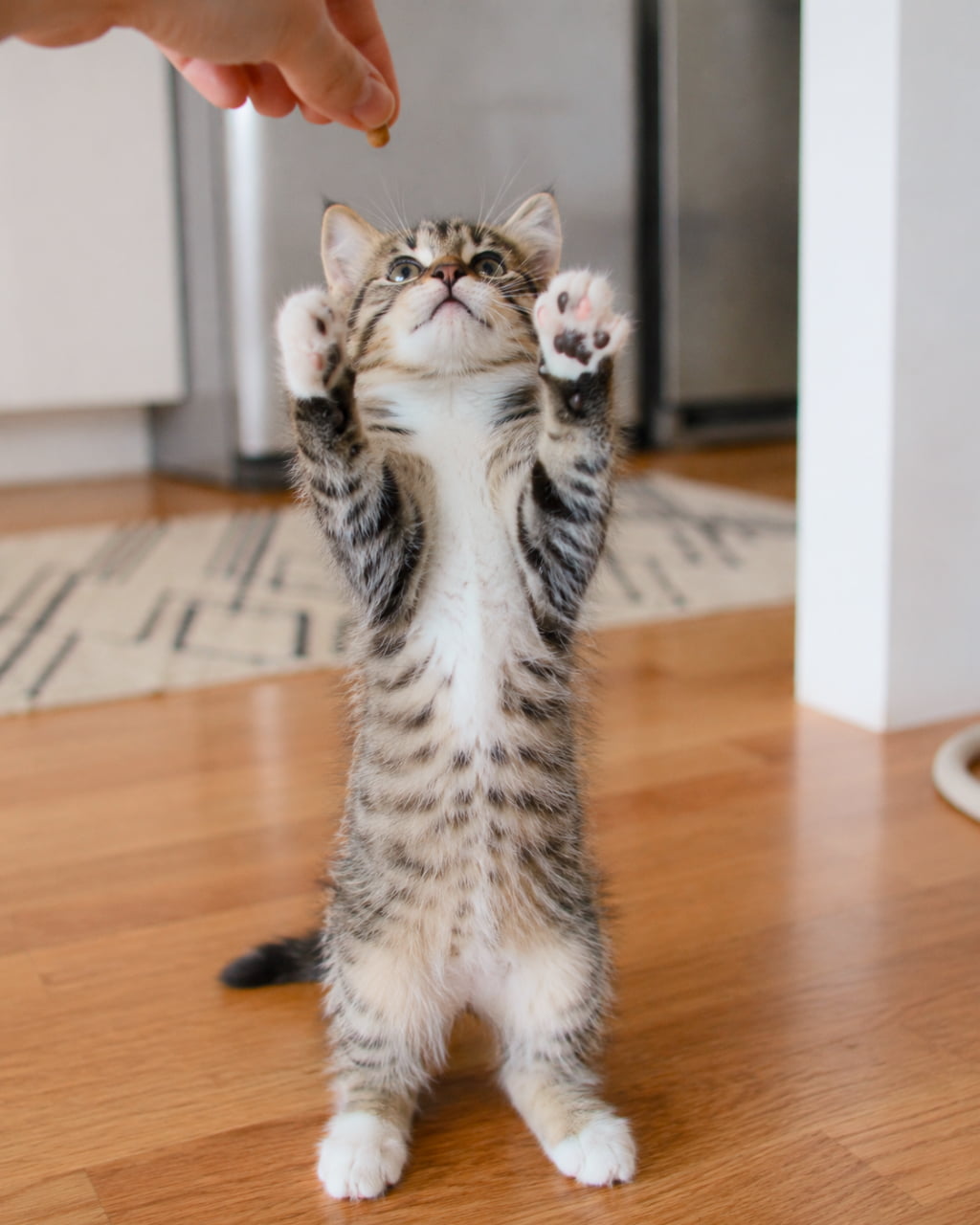「おやつに向かって、シャキーンと直立不動!🐱✨スリムな立ち姿に拍手喝采です👏 #立ち猫 #おやつタイム #キジトラ」Ultra-realistic high-quality photograph of a tabby and white kitten standing perfectly straight on its hind legs on a bright hardwood floor. It reaches upward with both paws toward a treat held above, displaying the crisp striped patterns on its belly and an intense focus. 明るいお部屋の木目調フローリングの上で、ピンと二本足で立ち上がり、上から差し出されたおやつを見上げるキジ白の子猫。お腹の美しいタビー(縞模様)のグラデーションがはっきりと見え、一生懸命に上へ伸ばした白い前足と真剣な表情が微笑ましい瞬間です