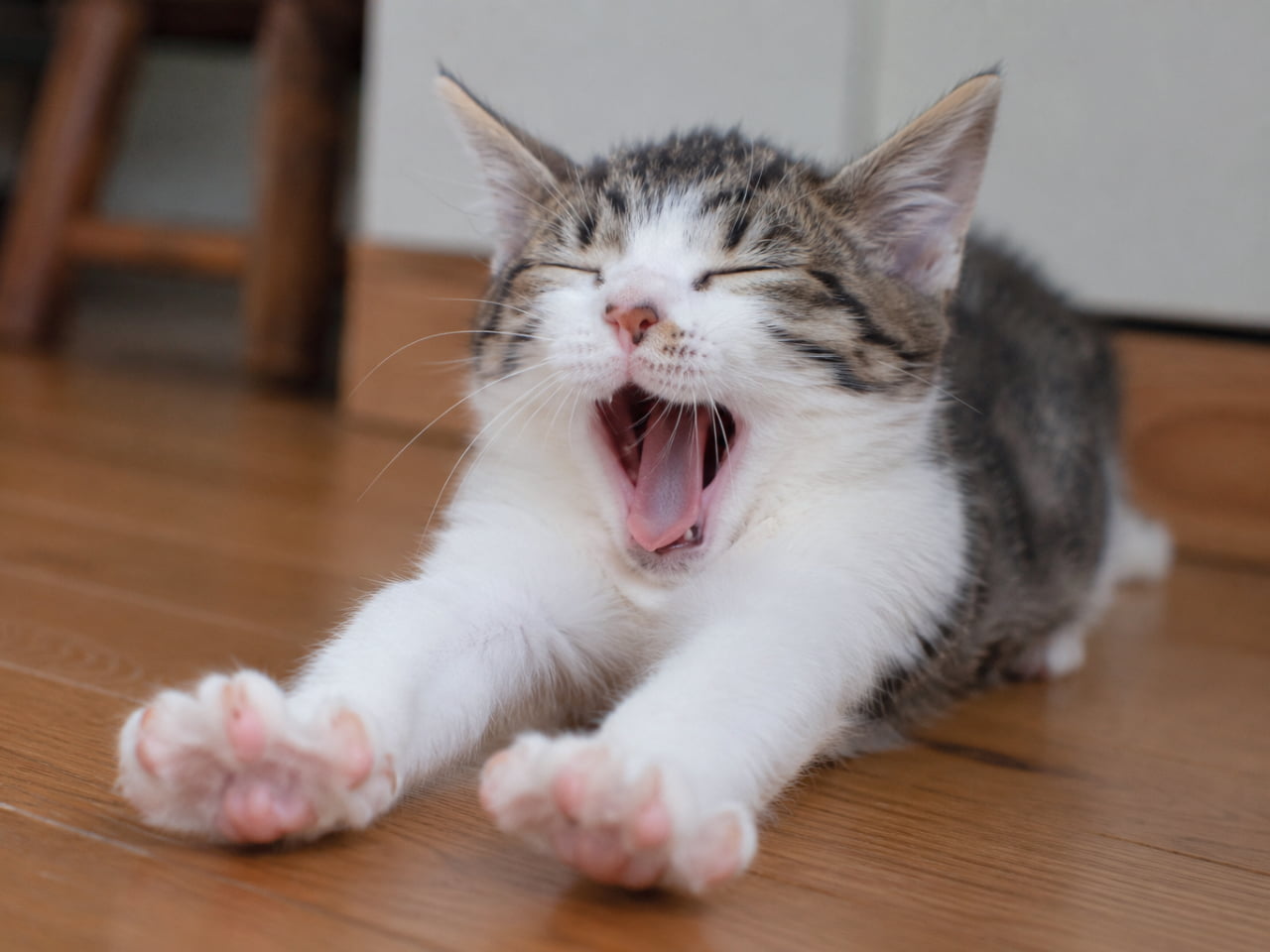 「ふぁ〜〜あ、よく寝たニャ…💤前脚を思いっきり伸ばして、世界一ダイナミックなあくびを披露する子猫ちゃんです癒やしの極みをお裾分け!🐾」Ultra-realistic high-quality photograph depicting a white and tabby kitten stretching its front limbs straight forward on a warm wooden floor while letting out a huge yawn with tightly closed eyes. The sharp shot beautifully details its wide-open pink mouth and spread-out paw pads in a bright, clean indoor environment. 白をベースに頭と背中にキジトラ模様がある白キジの子猫が、温かみのあるブラウンの木製フローリングの上で、両前脚を前方に真っ直ぐと伸ばしながら、目を閉じて大きなおあくびをしているリアルな室内写真です。ピンク色に開いた口の中や、広げられた前脚の可愛らしいピンクの肉球、鋭く小さな爪のディテールが、ナチュラルな室内光によってシャープに捉えられています